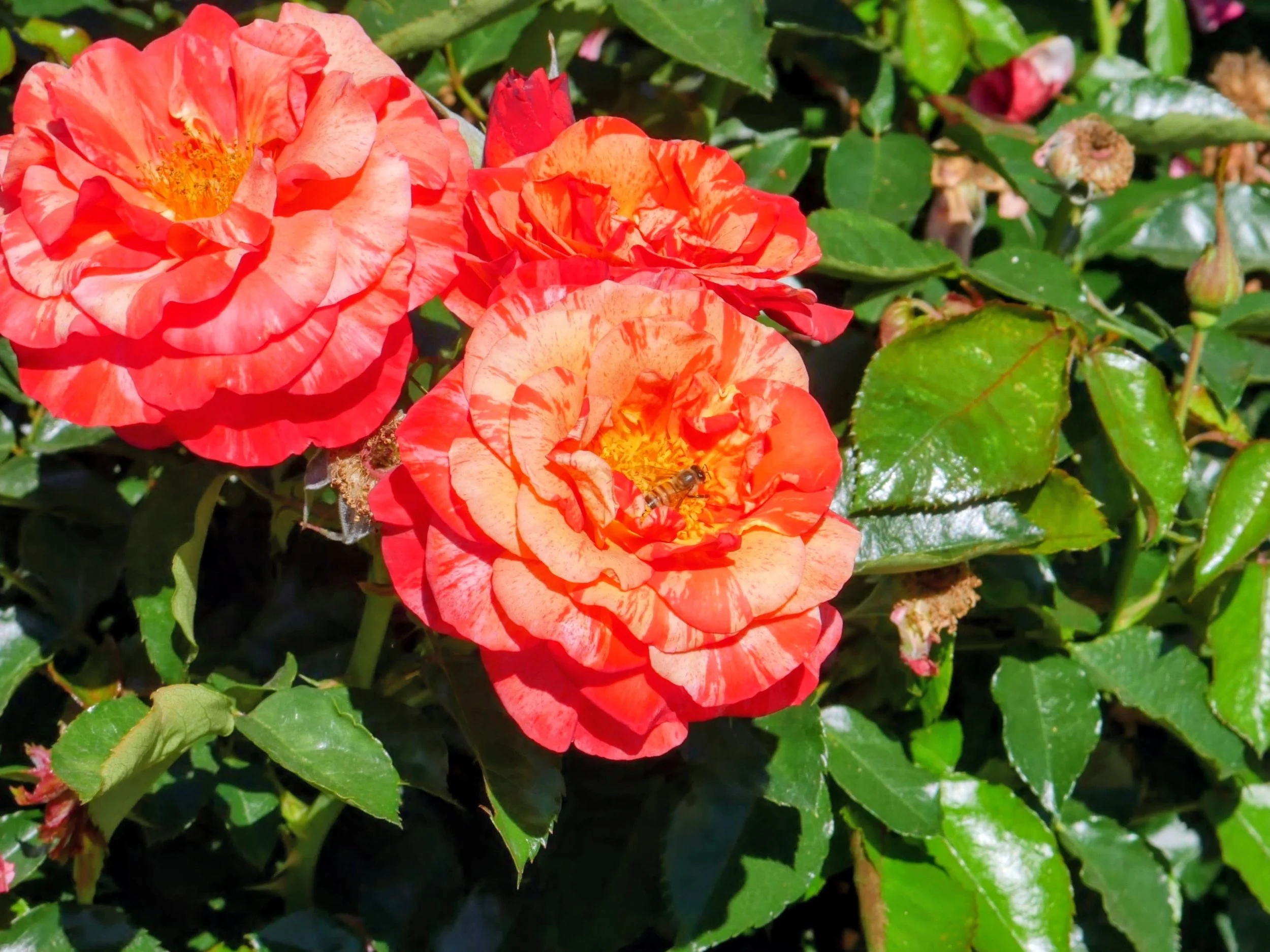 Three orange roses with yellow centers on a green leafy bush, with a bee inside one of the roses.