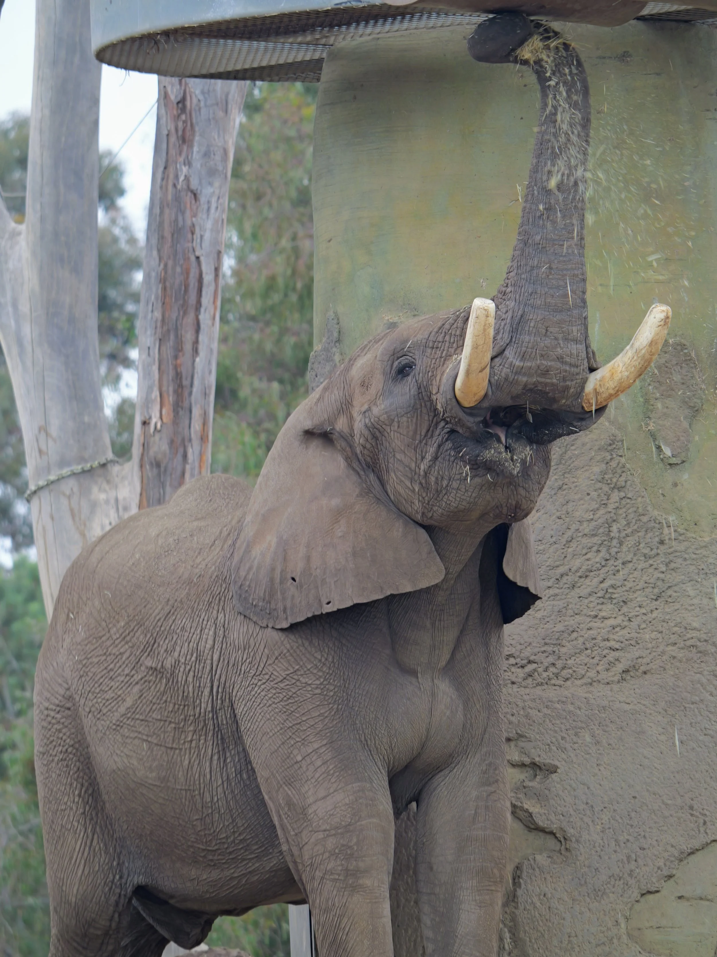 Close-up of a baby elephant with its trunk raised, showing its face and textured skin, behind a glass enclosure at a zoo.