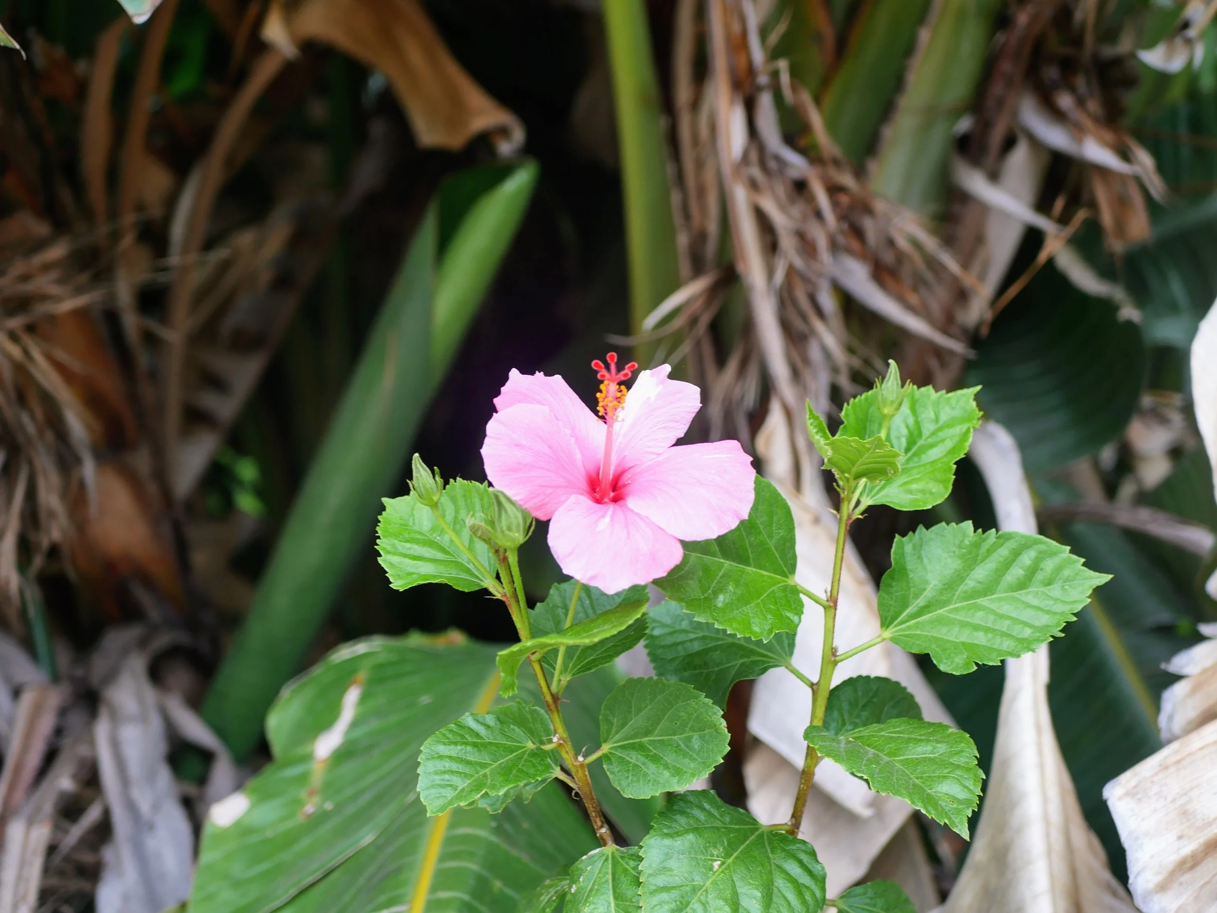 A pink hibiscus flower with green leaves surrounded by brown straw or mulch.
