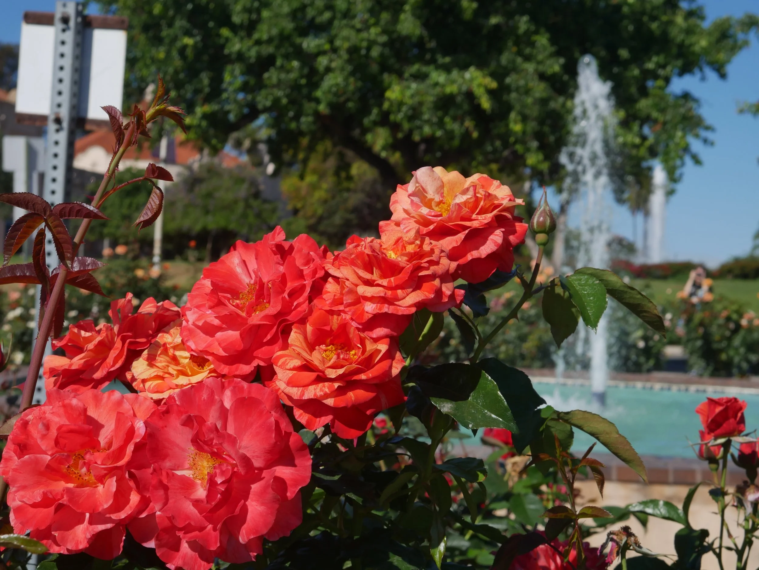 Bright orange and pink roses in a garden with green foliage and a fountain in the background.