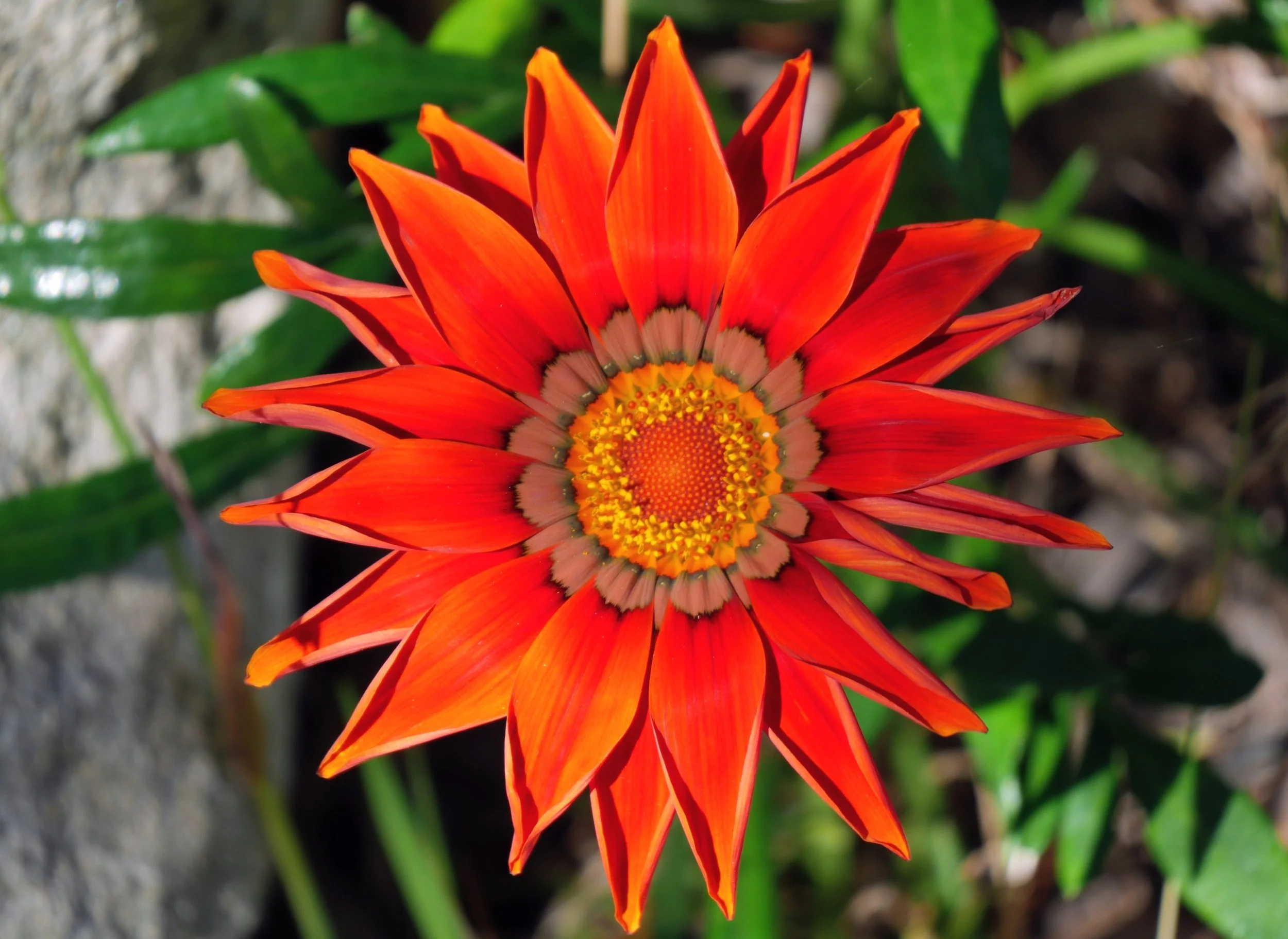 Close-up of a vibrant orange and yellow flower with pointed petals and a detailed center, surrounded by green leaves.