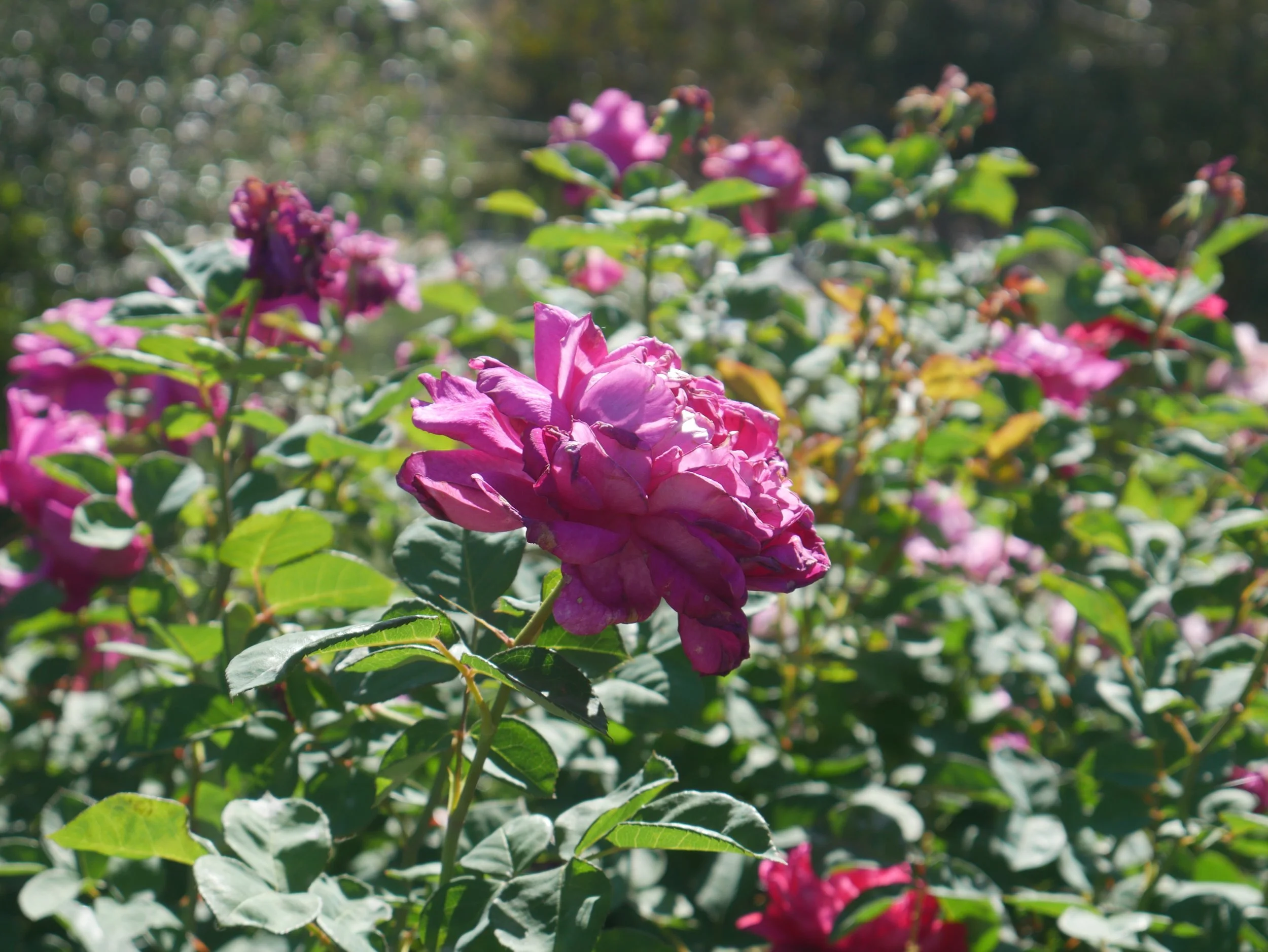 Pink and purple roses blooming in a garden on a sunny day.