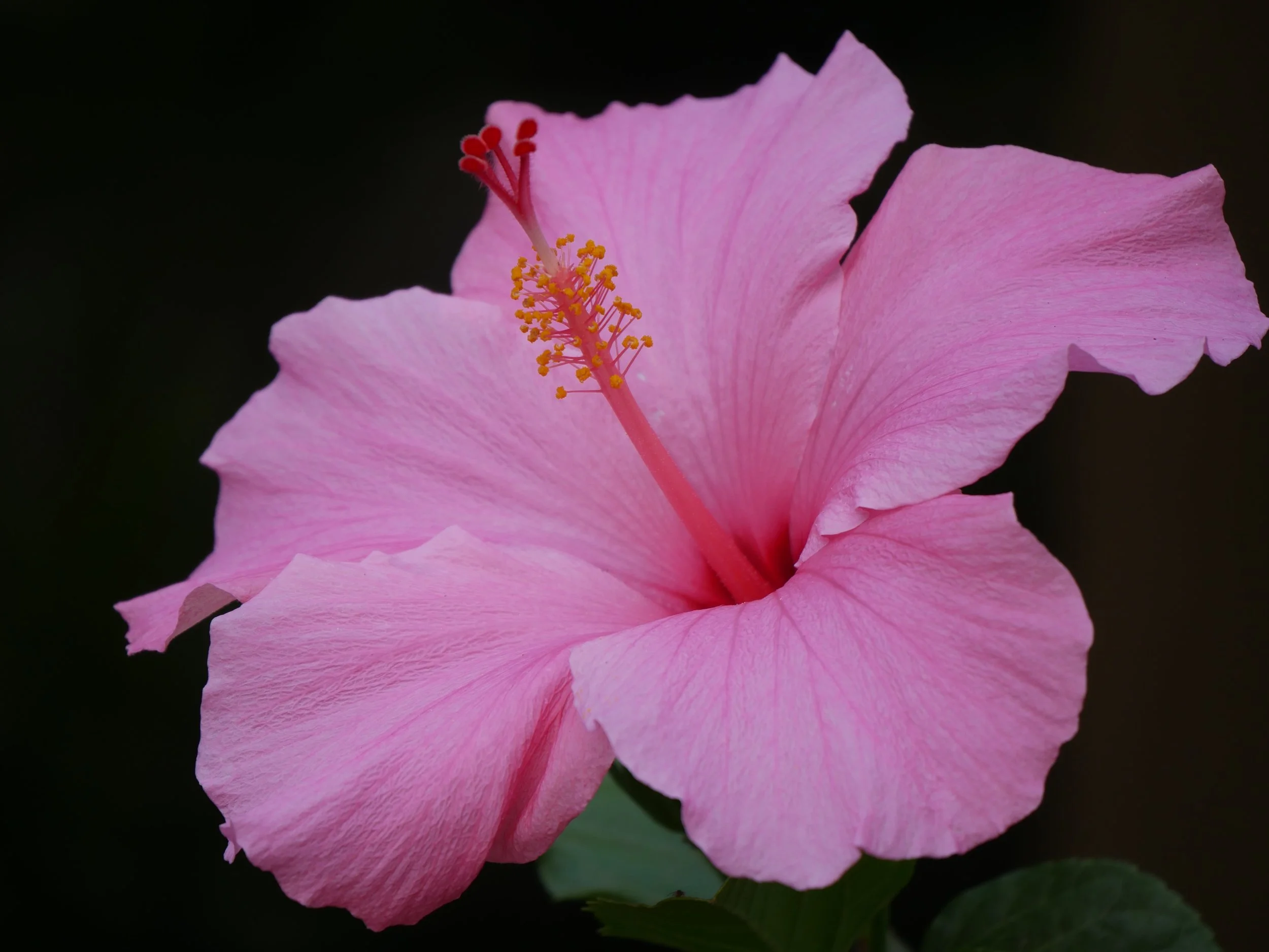 Close-up of a pink hibiscus flower with delicate petals, prominent yellow stamens, and a dark background.