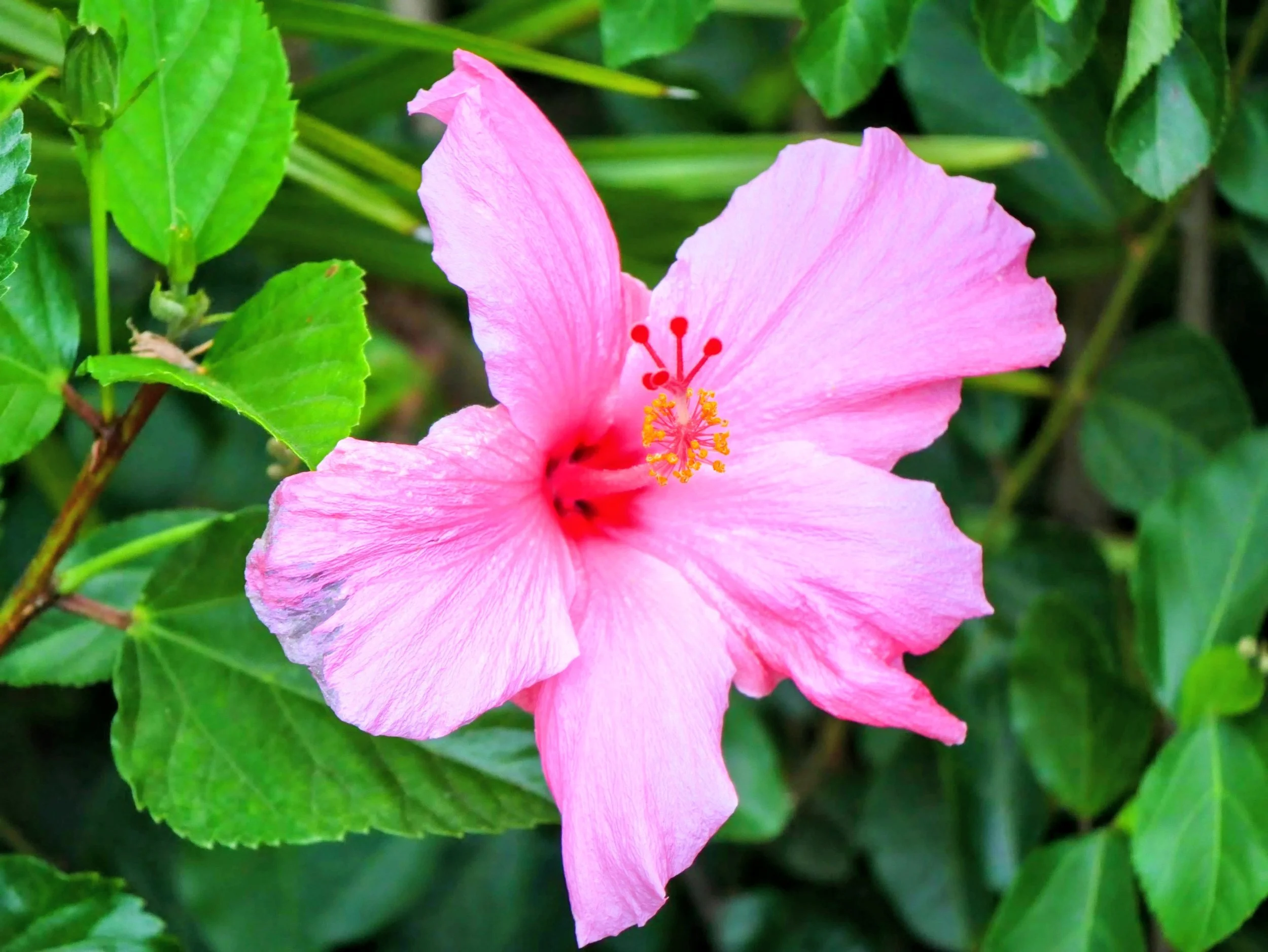 A close-up of a pink hibiscus flower with five petals, surrounded by green leaves.