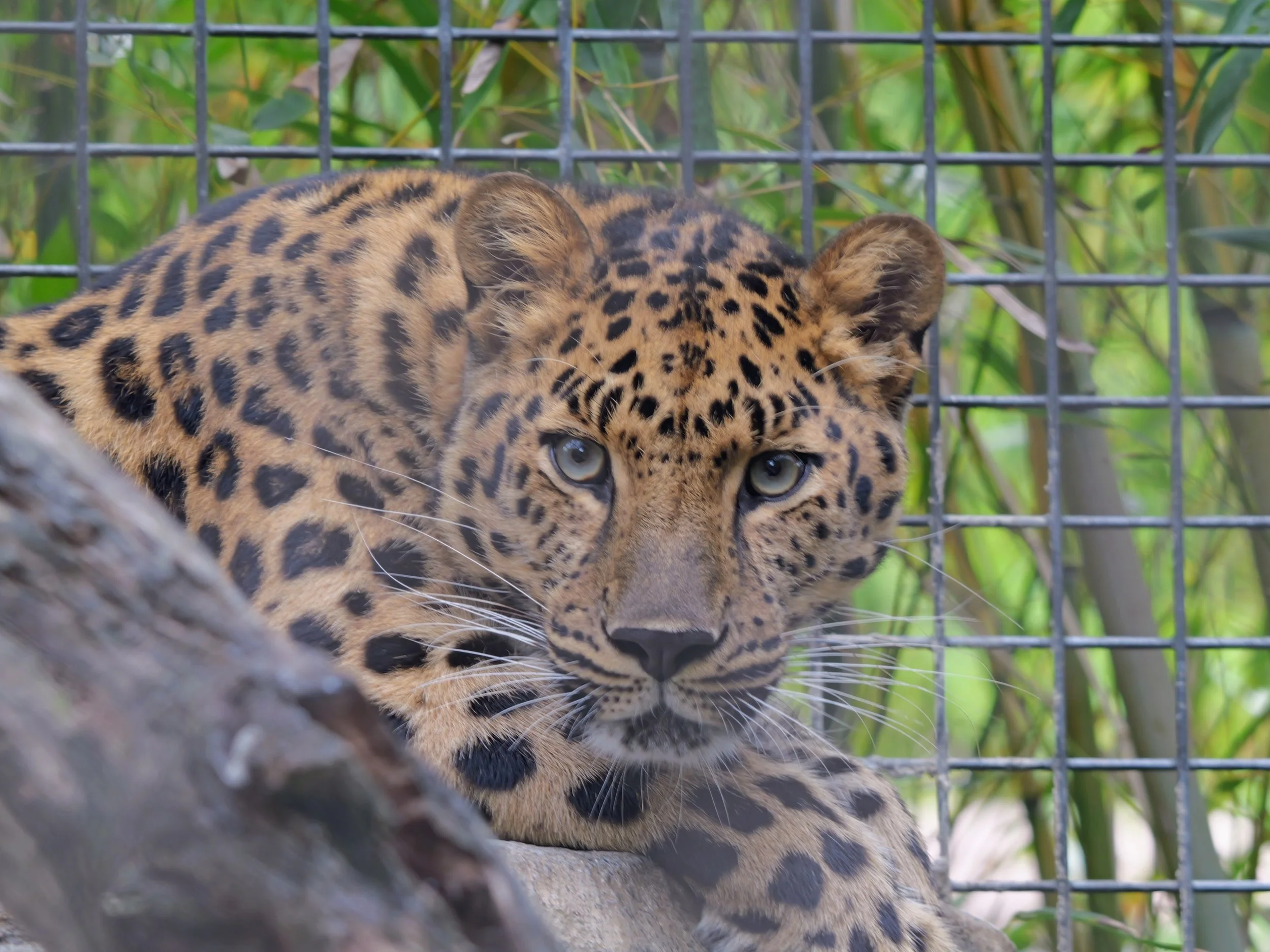 Close-up of a leopard cub behind a wire fence, with green foliage in the background.