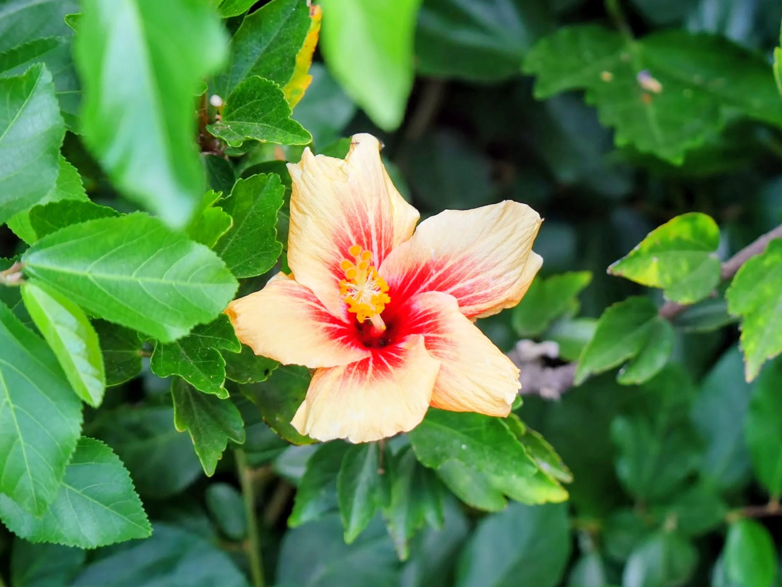 A peach-colored hibiscus flower with yellow stamens surrounded by green leaves.