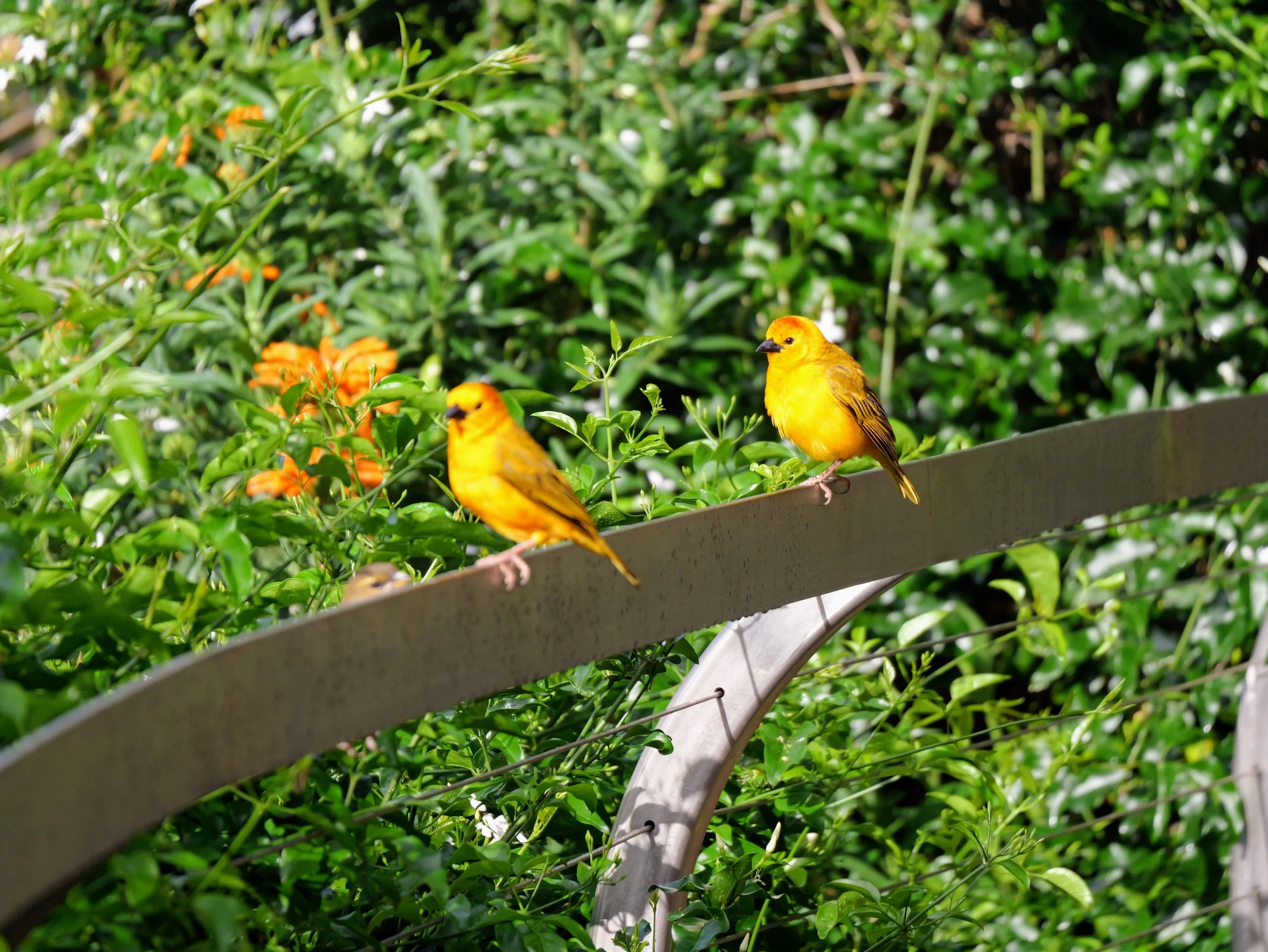 Two yellow birds perched on a curved metal railing surrounded by dense green foliage and orange flowers.