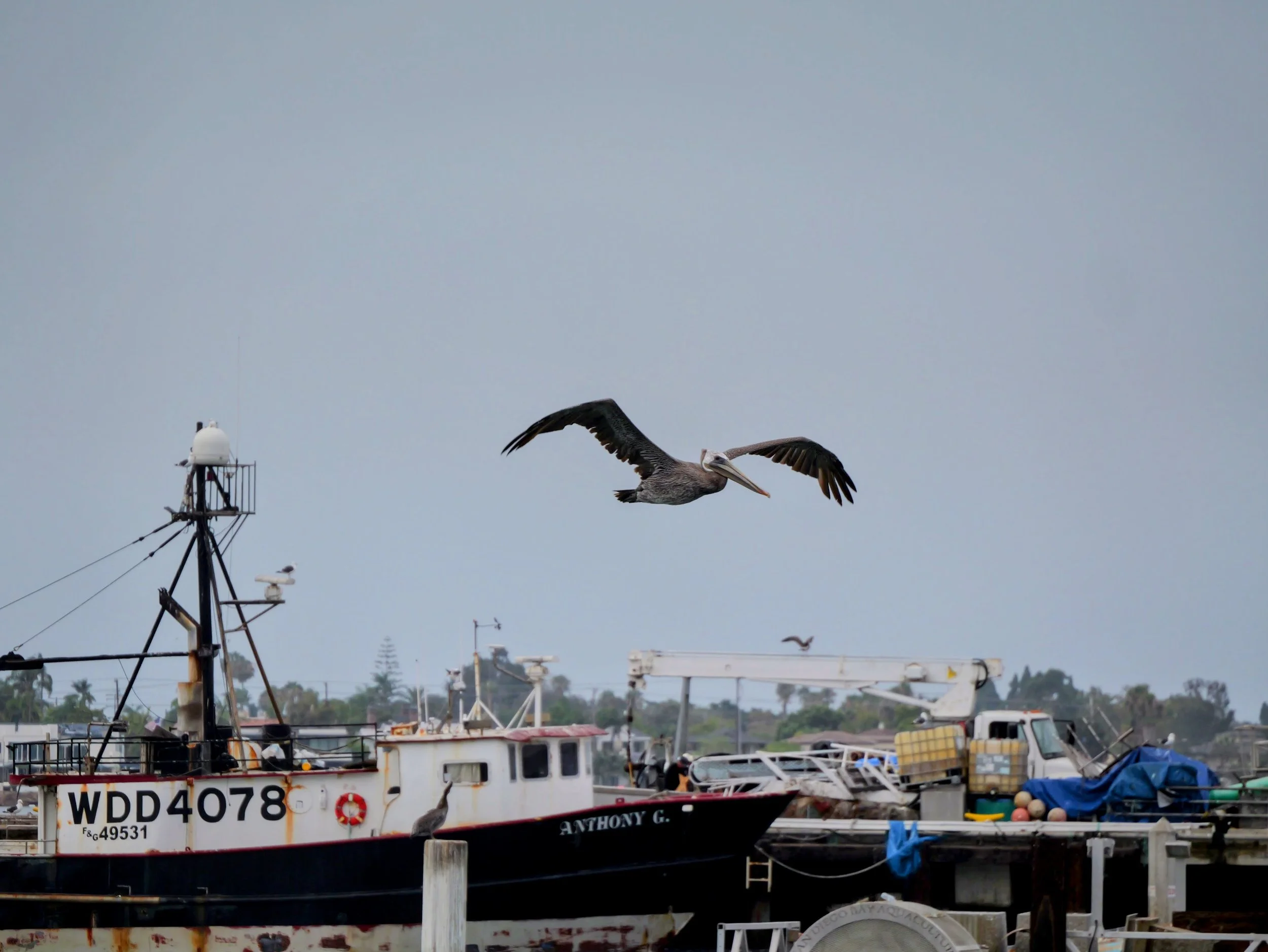 A pelican flying over a boat docked in a marina with other boats and buildings in the background.