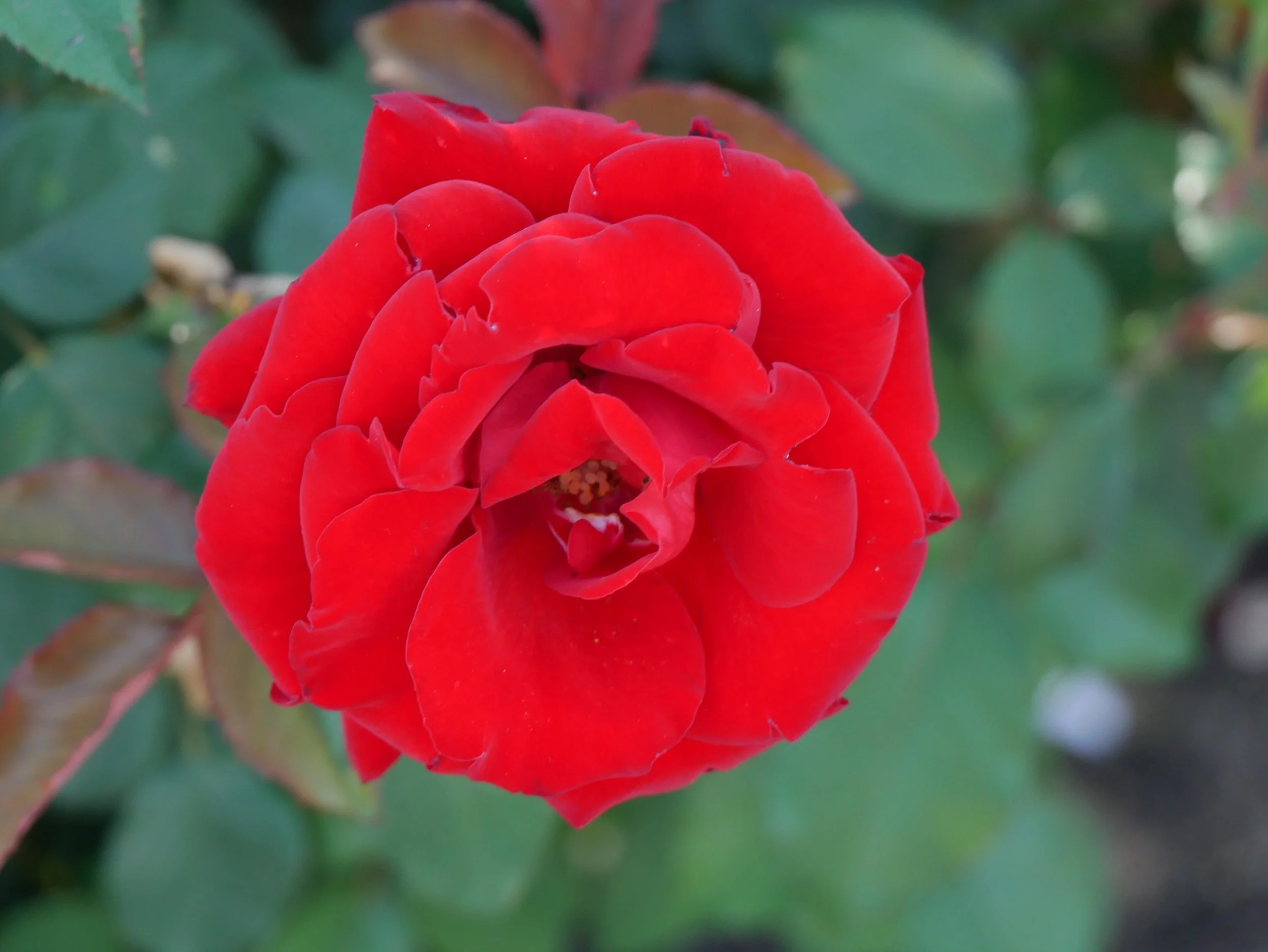 Close-up of a red rose in full bloom with green leaves in the background.