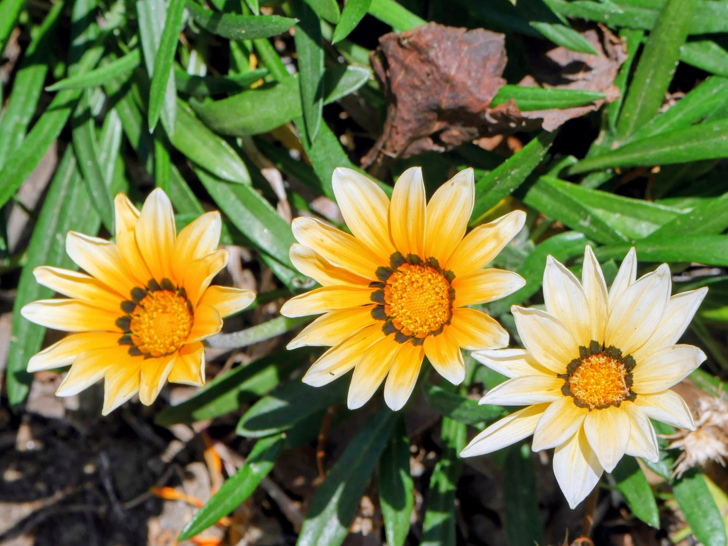 Three bright yellow and white flowers with orange centers surrounded by green leaves and brown soil.