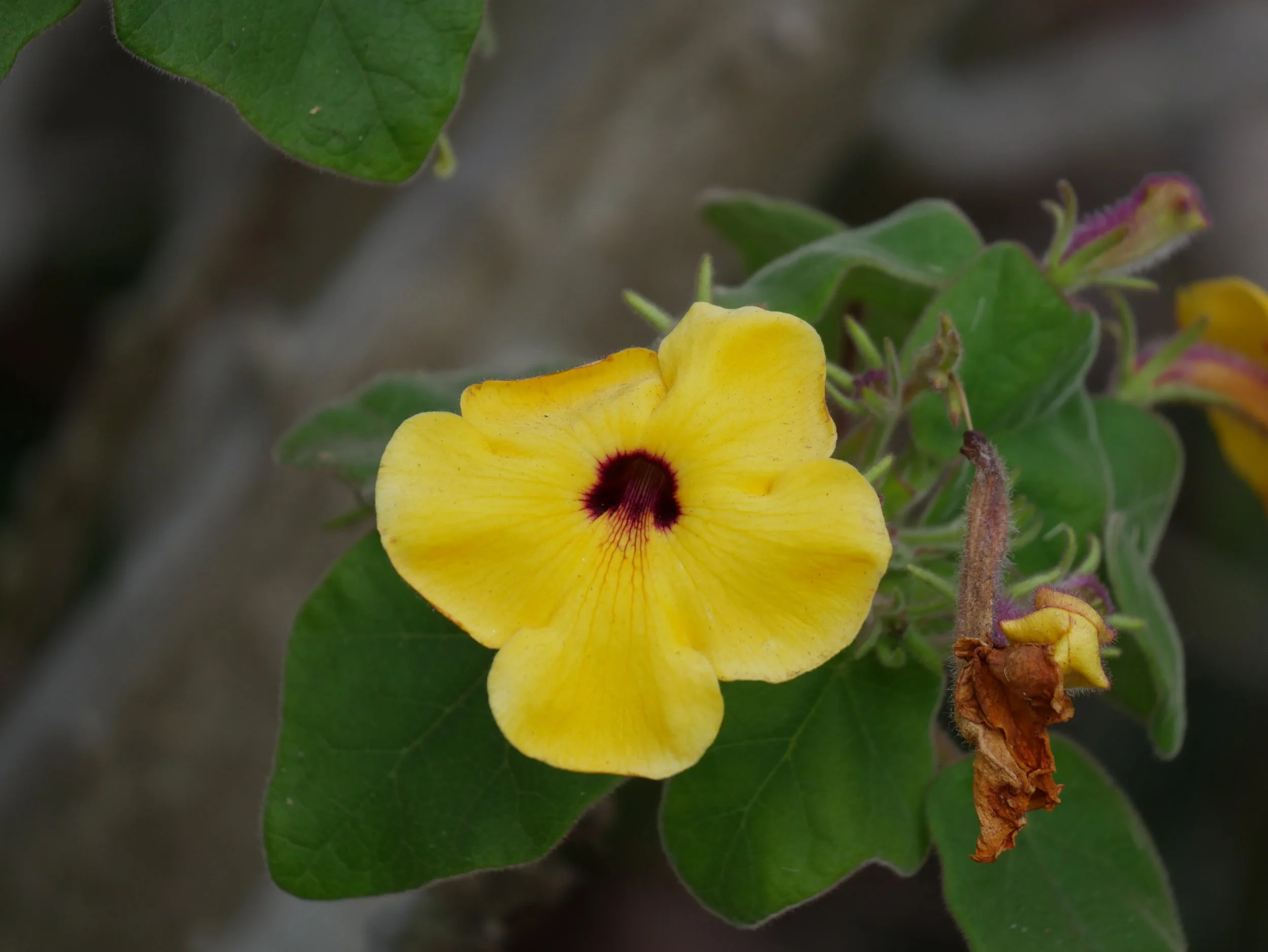 A yellow flower with a dark center on a green leafy plant.