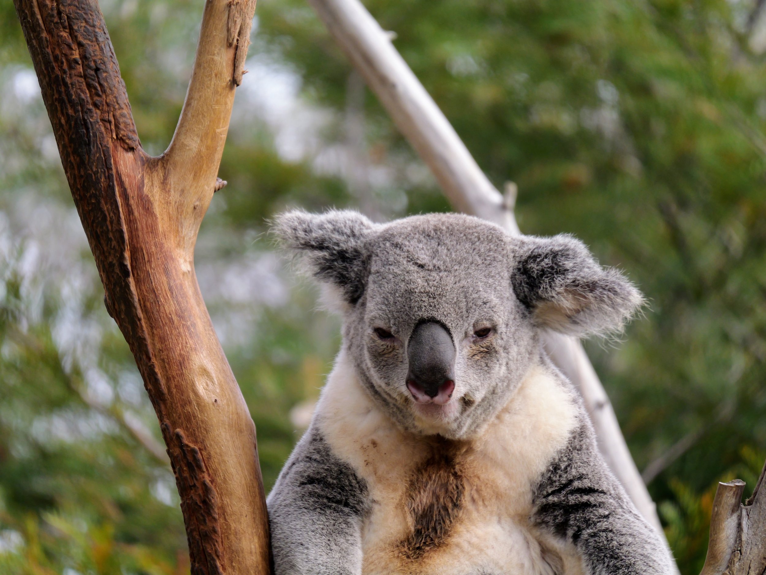 Young koala clinging to a tree branch with blurred green foliage in the background.