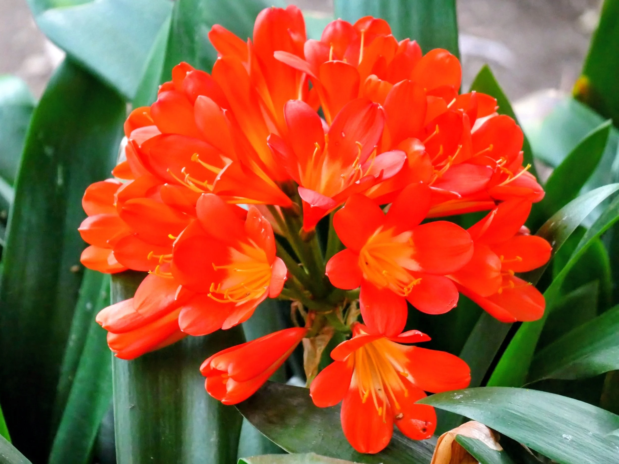 Bright orange flowers with yellow stamens surrounded by long green leaves.