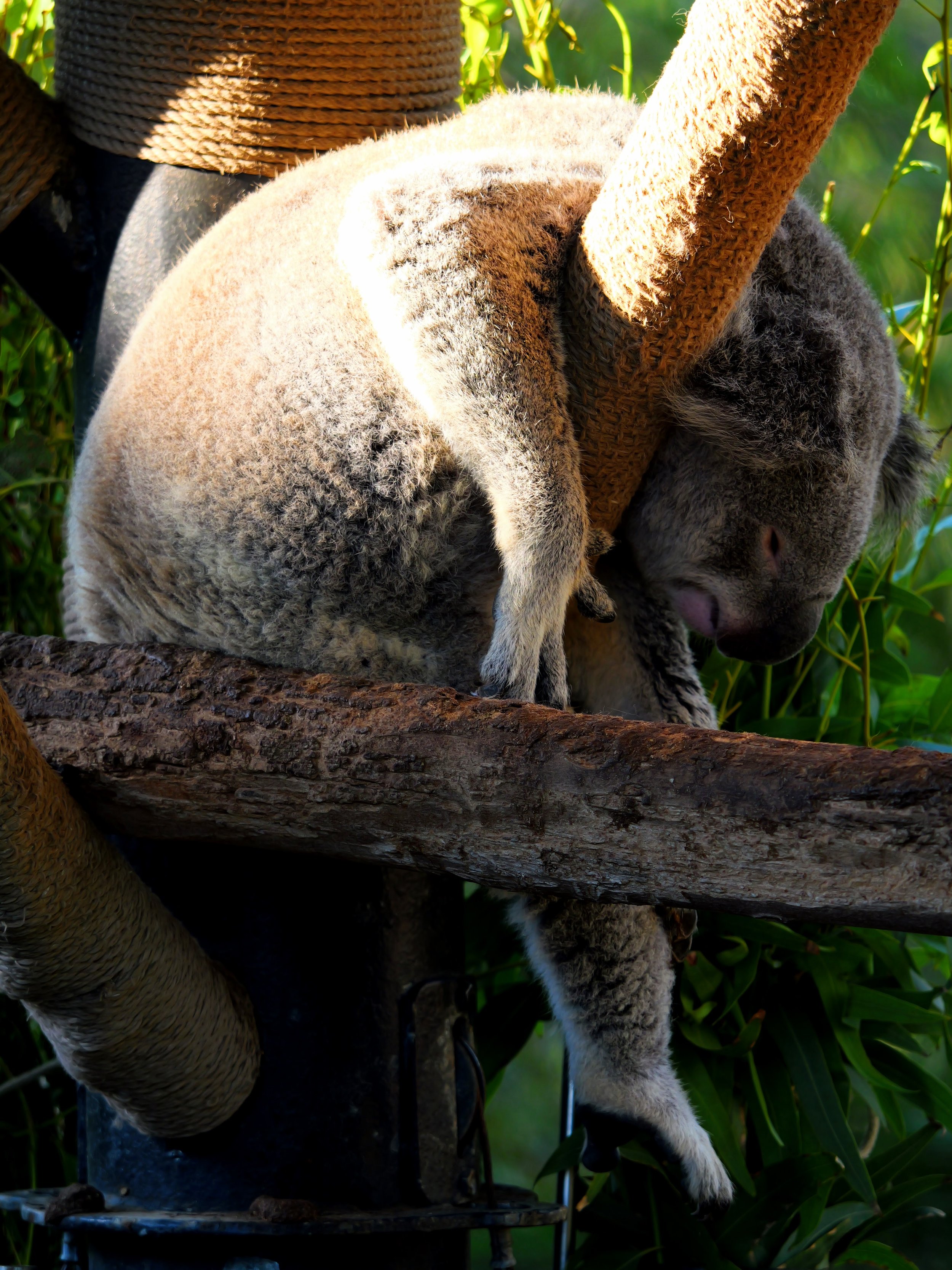 A sleeping koala bear resting on a tree branch.