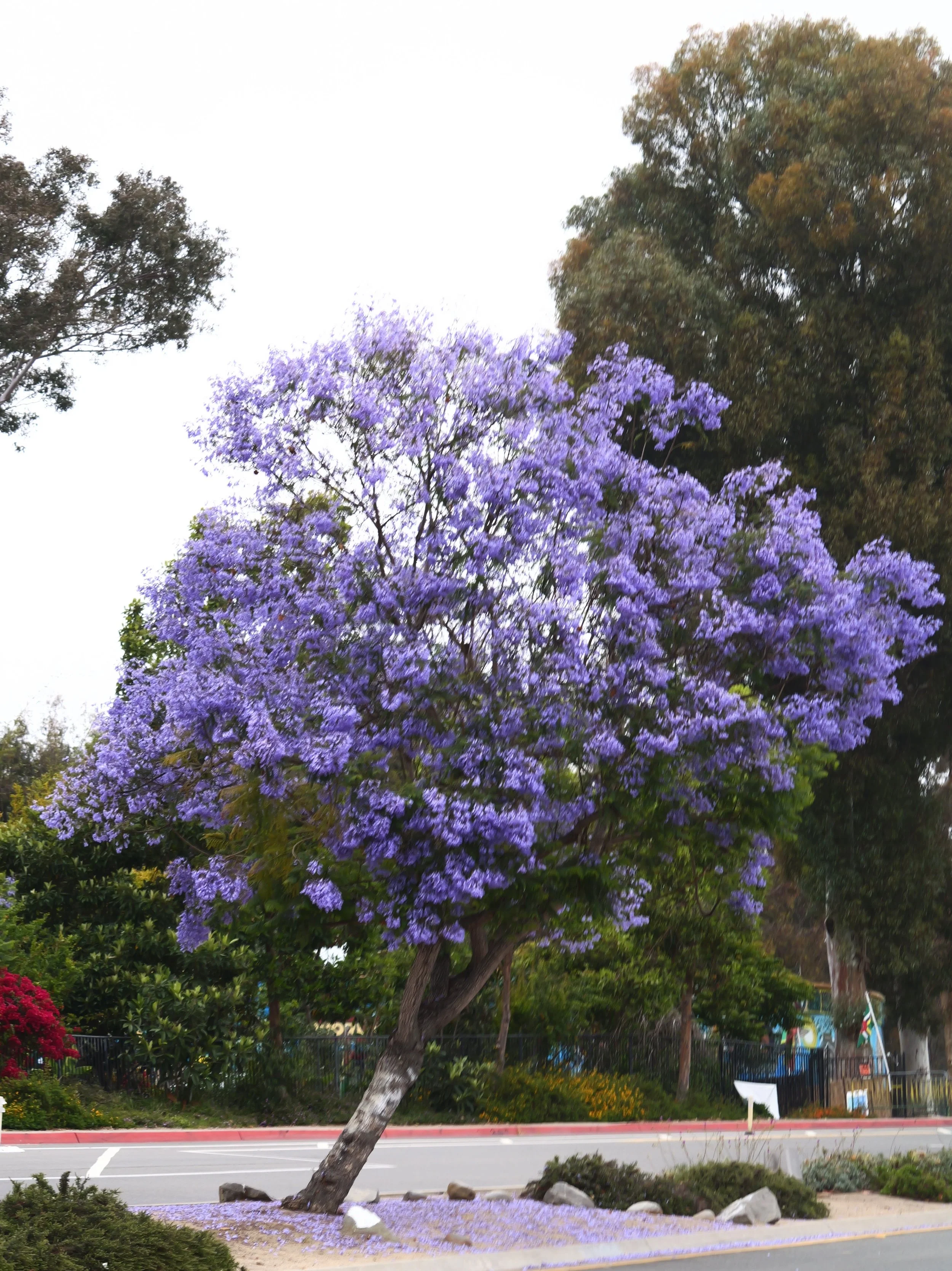 Purple flowering tree in a landscaped area next to a parking lot, with fallen petals on the ground and other trees in the background.