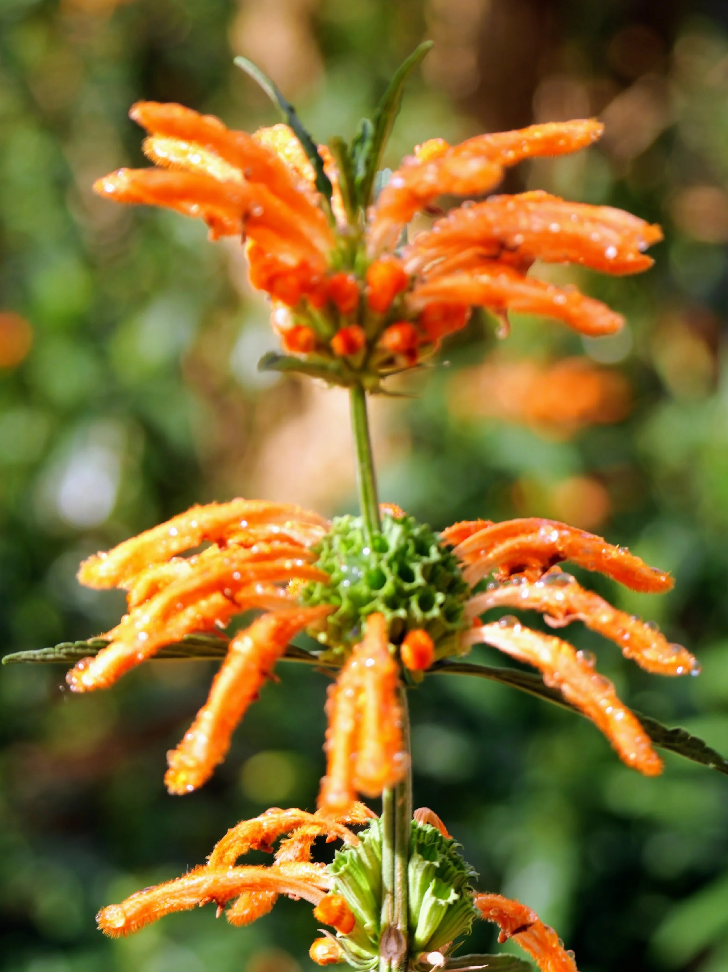 Close-up of a tall, orange flower with multiple thin, elongated petals arranged in a spiral pattern around a green stem, with a blurred green and brown background.