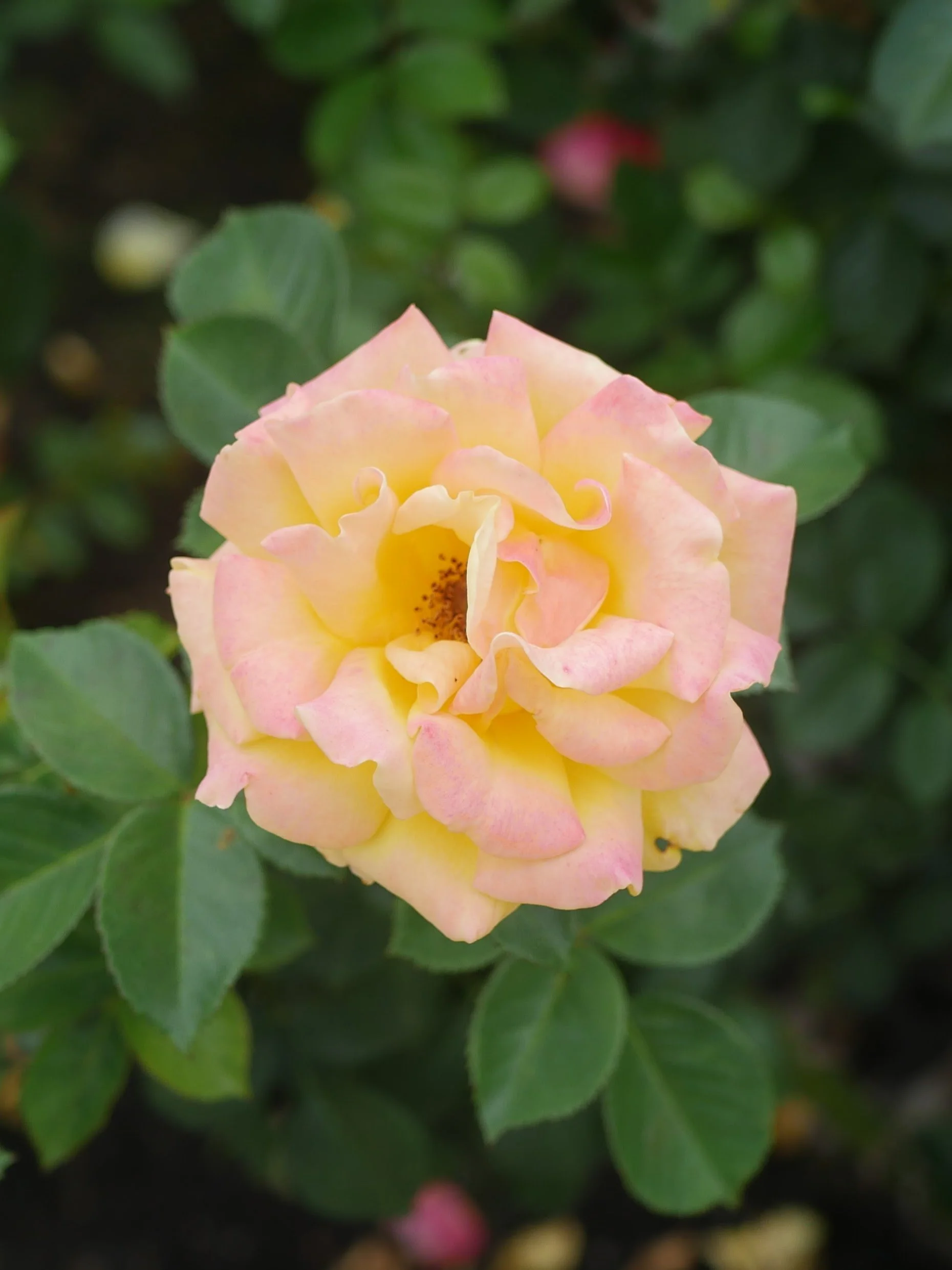 A pale yellow and pink rose with green leaves in the background.