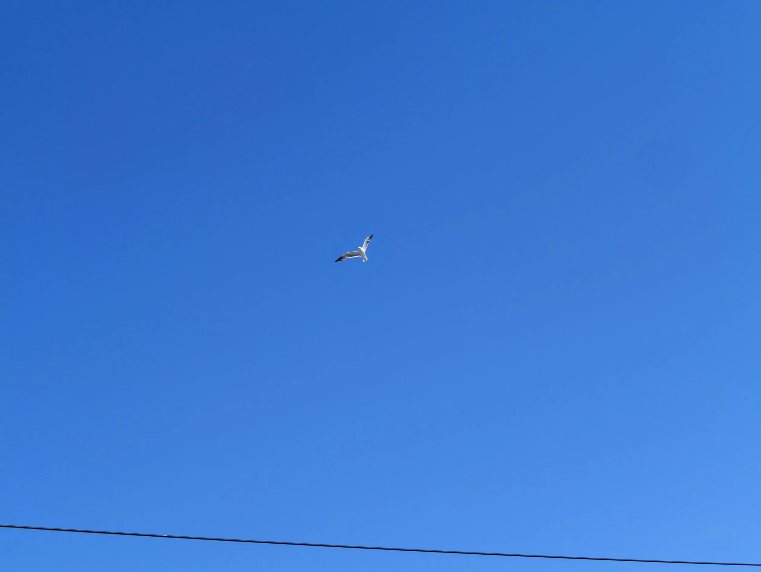 A seagull flying in a clear blue sky with a thin cloud and a black wire running across the bottom of the image.
