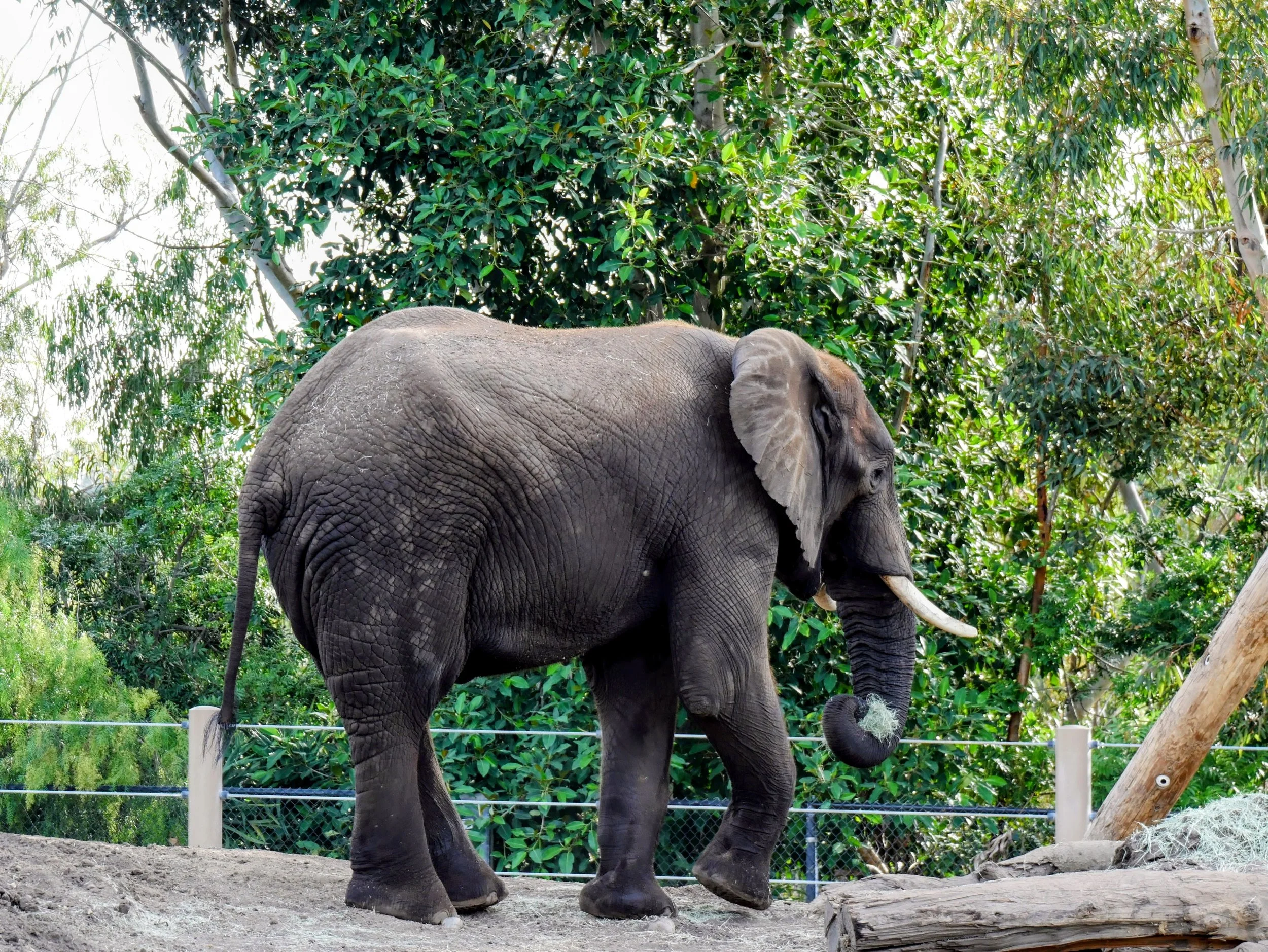 An adult elephant walking in a enclosure with green trees and foliage in the background.