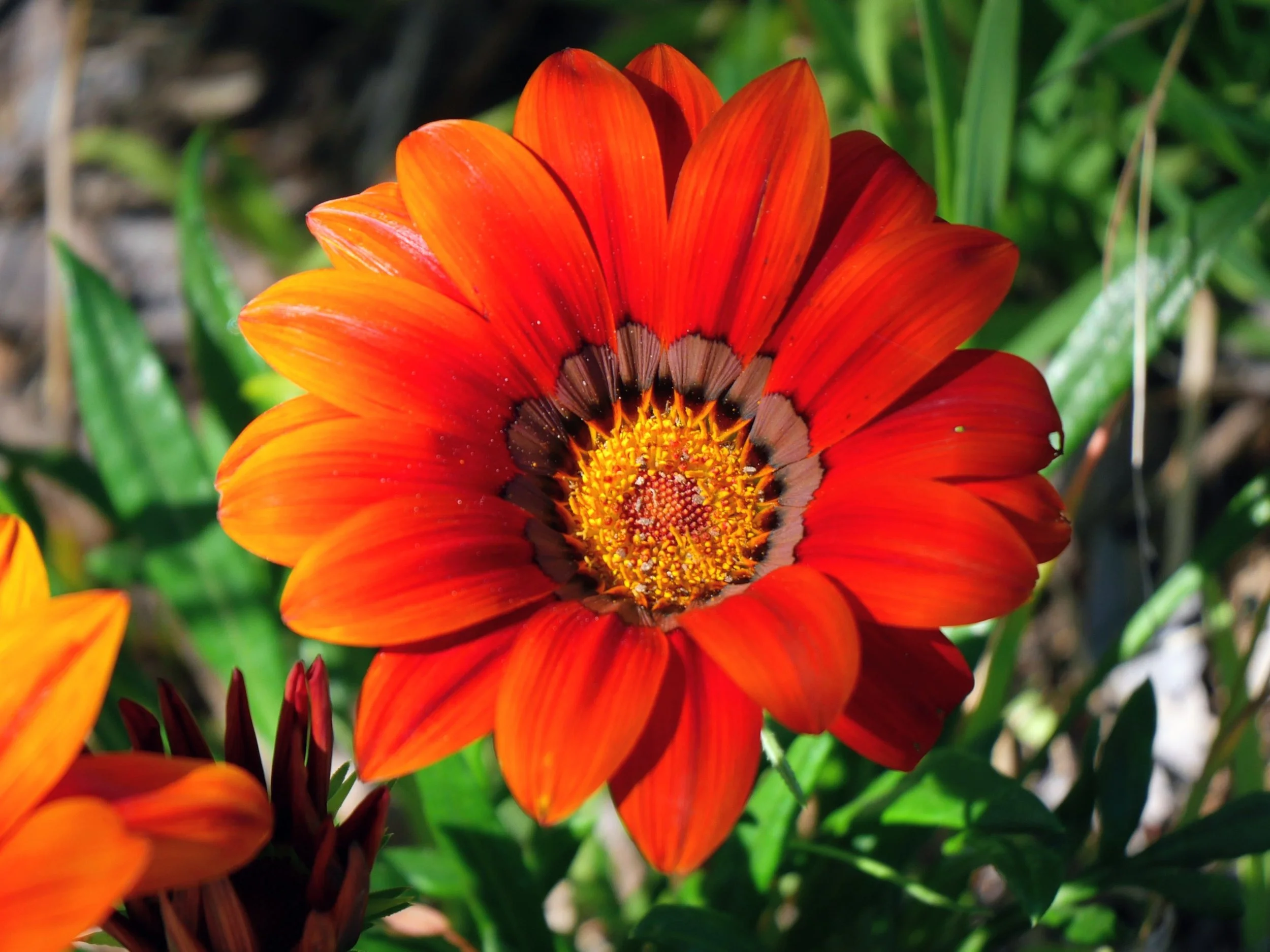 Close-up of an orange-red flower with a yellow center and dark markings around the middle, surrounded by green foliage.