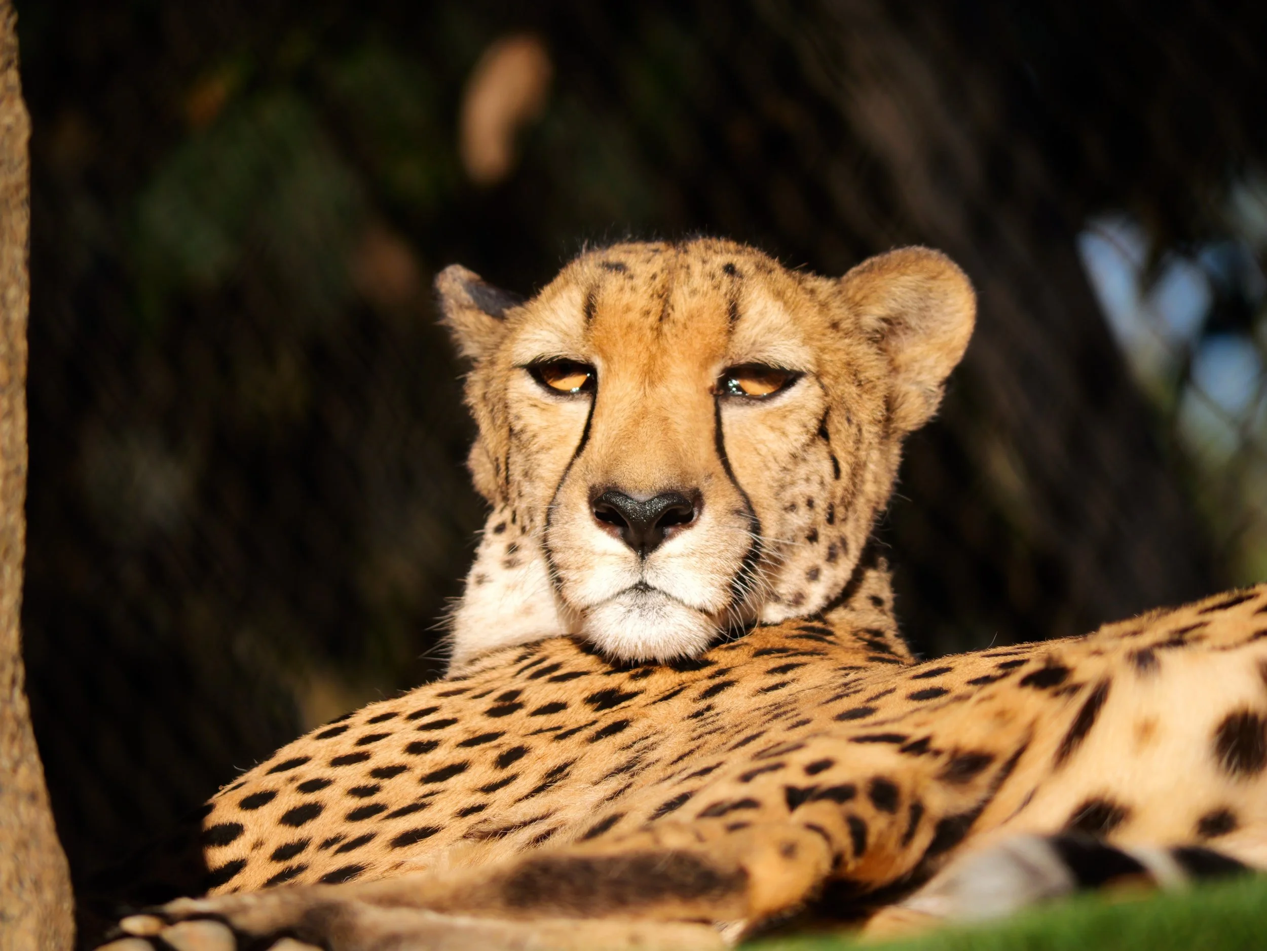 A cheetah lying down with half of its body visible, resting its head on the ground, with a blurred background of trees and natural habitat.