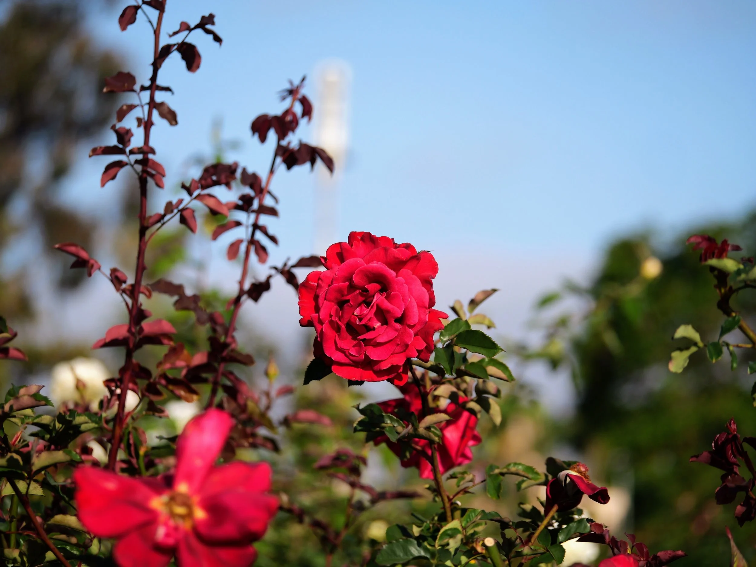 Close-up of red and pink roses on a bush against a background of blue sky and green foliage.