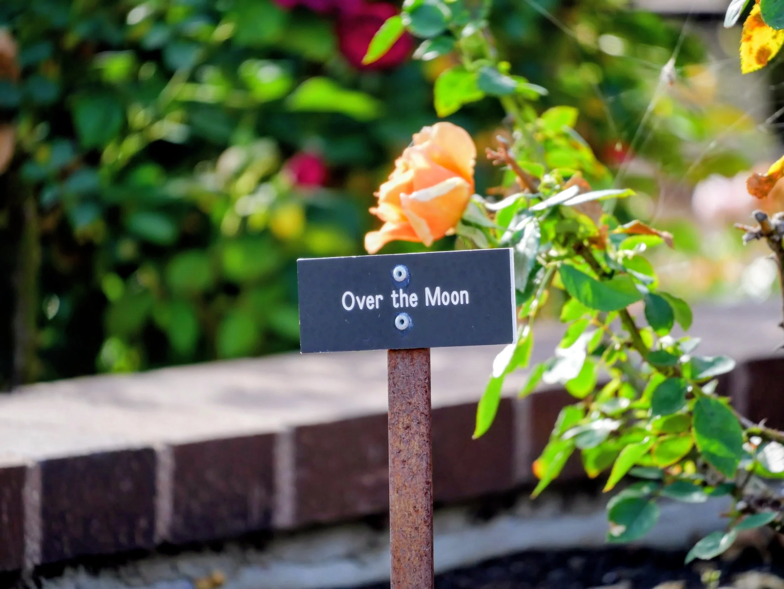 A garden sign labeled 'Over the Moon' next to a peach-colored rose bush with surrounding green foliage.