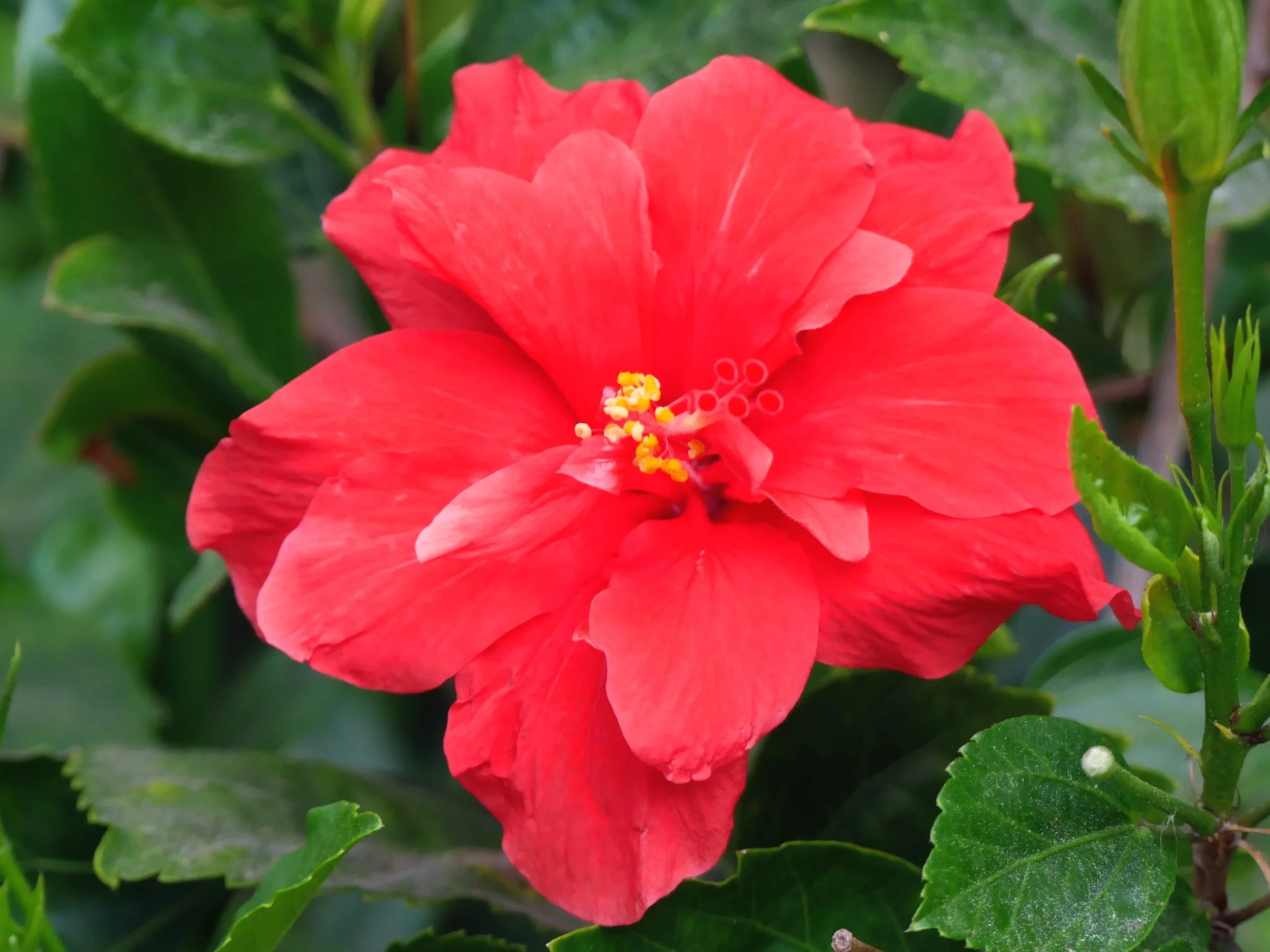 A bright red hibiscus flower with green leaves in the background.