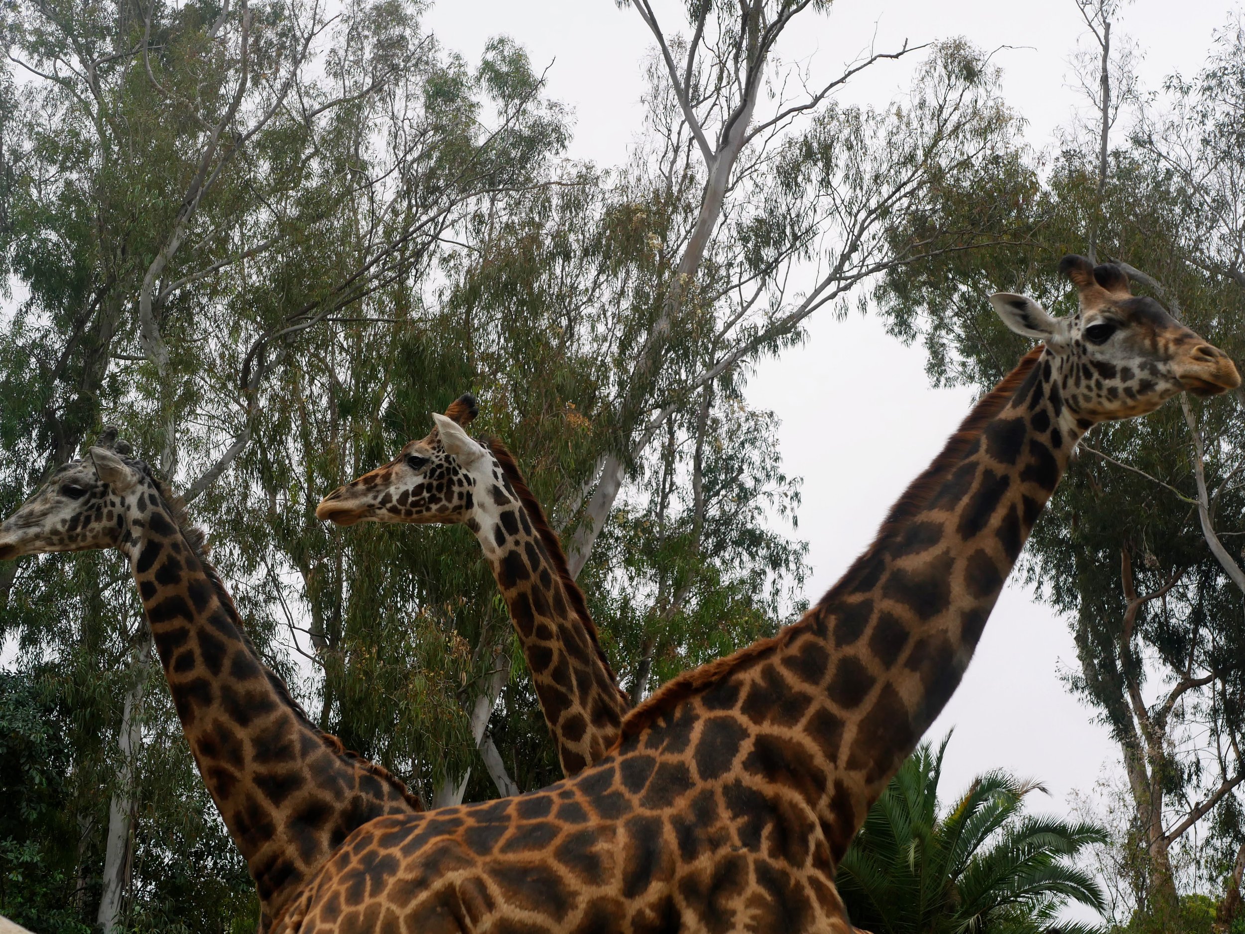 Multiple giraffes with long necks and spotted patterns standing on a grassy area among trees with green foliage and a cloudy sky.