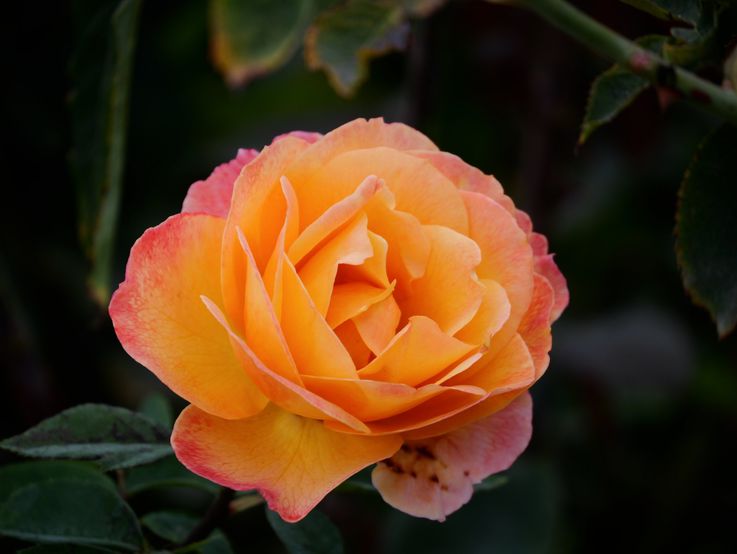 8a389360-79c8-49db-86ea-db925dbd0e25-1_all_33446.jpg