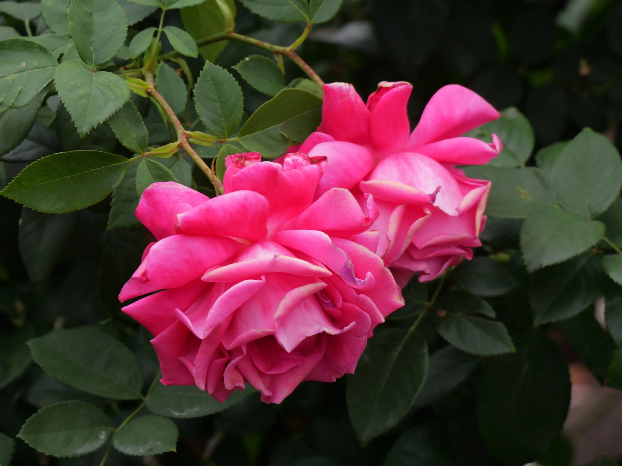 Close-up of a blooming pink rose surrounded by green leaves.