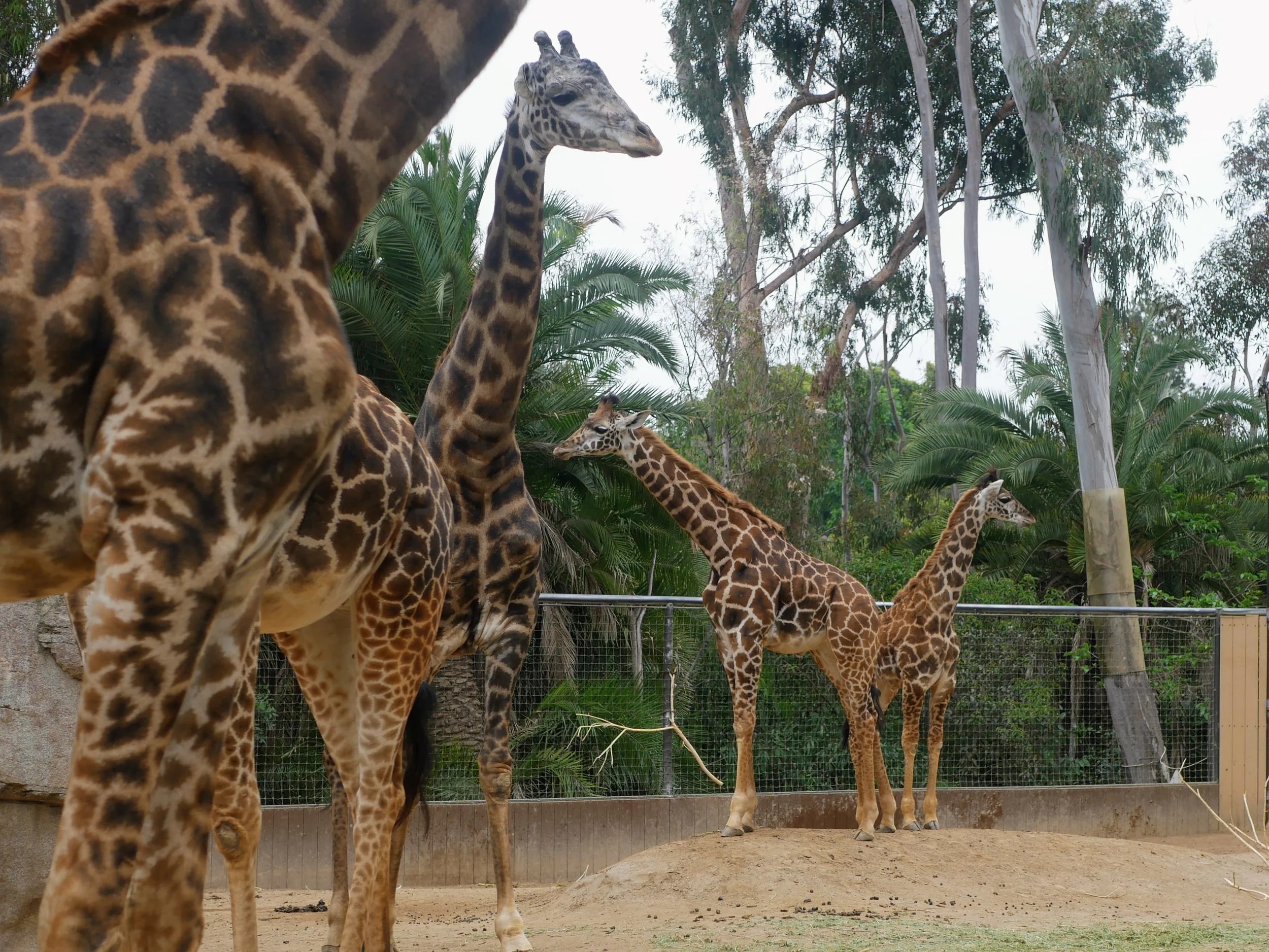 Several giraffes with long necks and spotted patterns standing in an outdoor enclosure surrounded by trees and fencing.