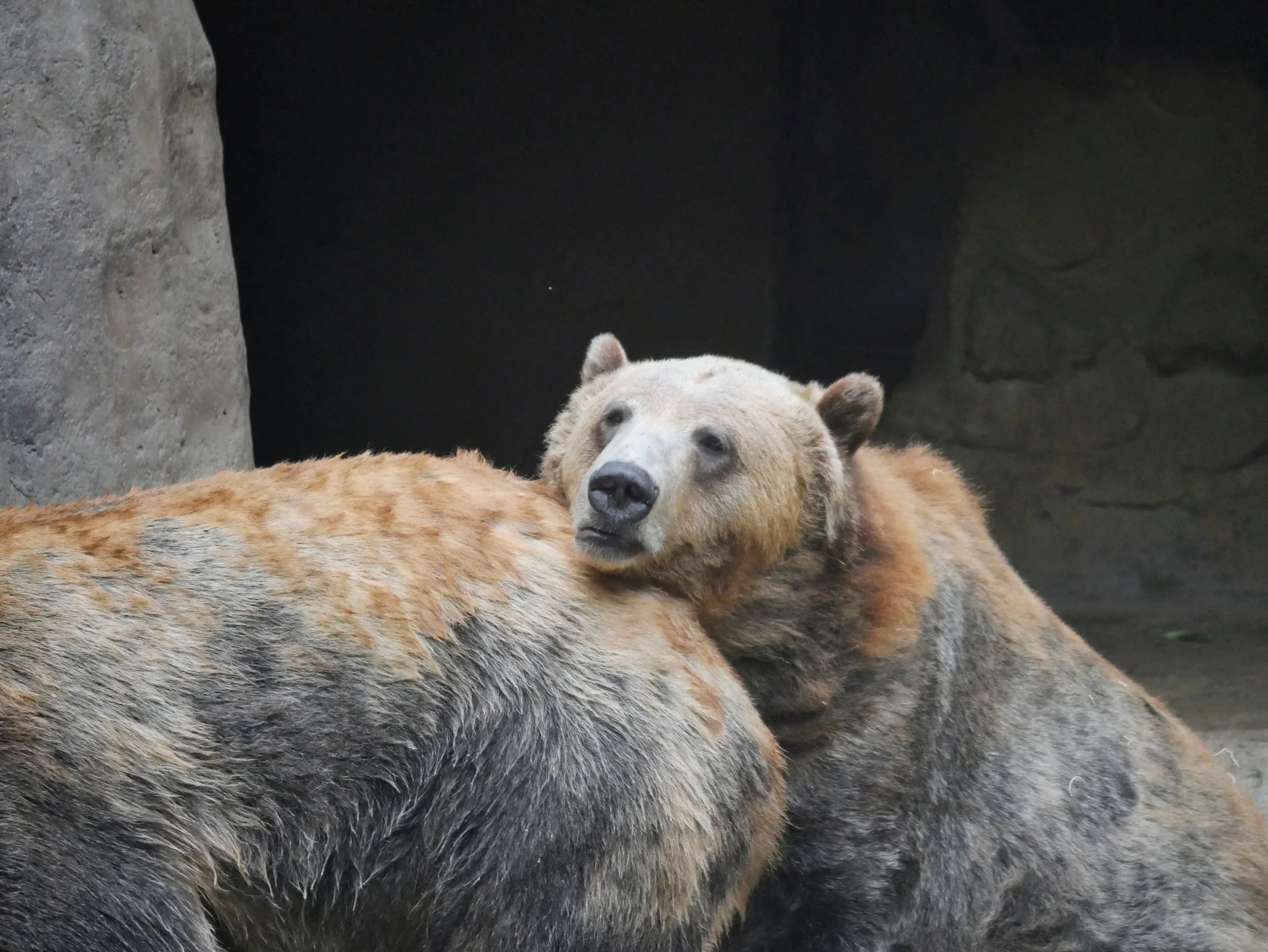 Background of a bear's face with its snout showing and a young bear resting its head on the back of another bear, both with fur and set against a rocky backdrop.