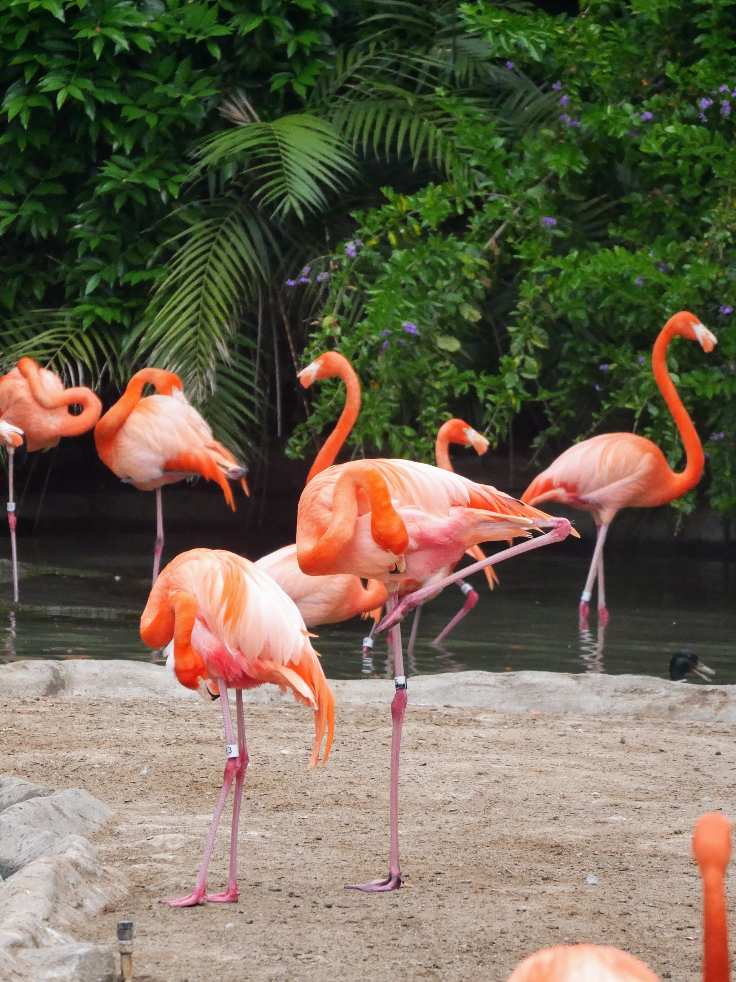 Group of pink flamingos standing in shallow water with lush green foliage in the background.