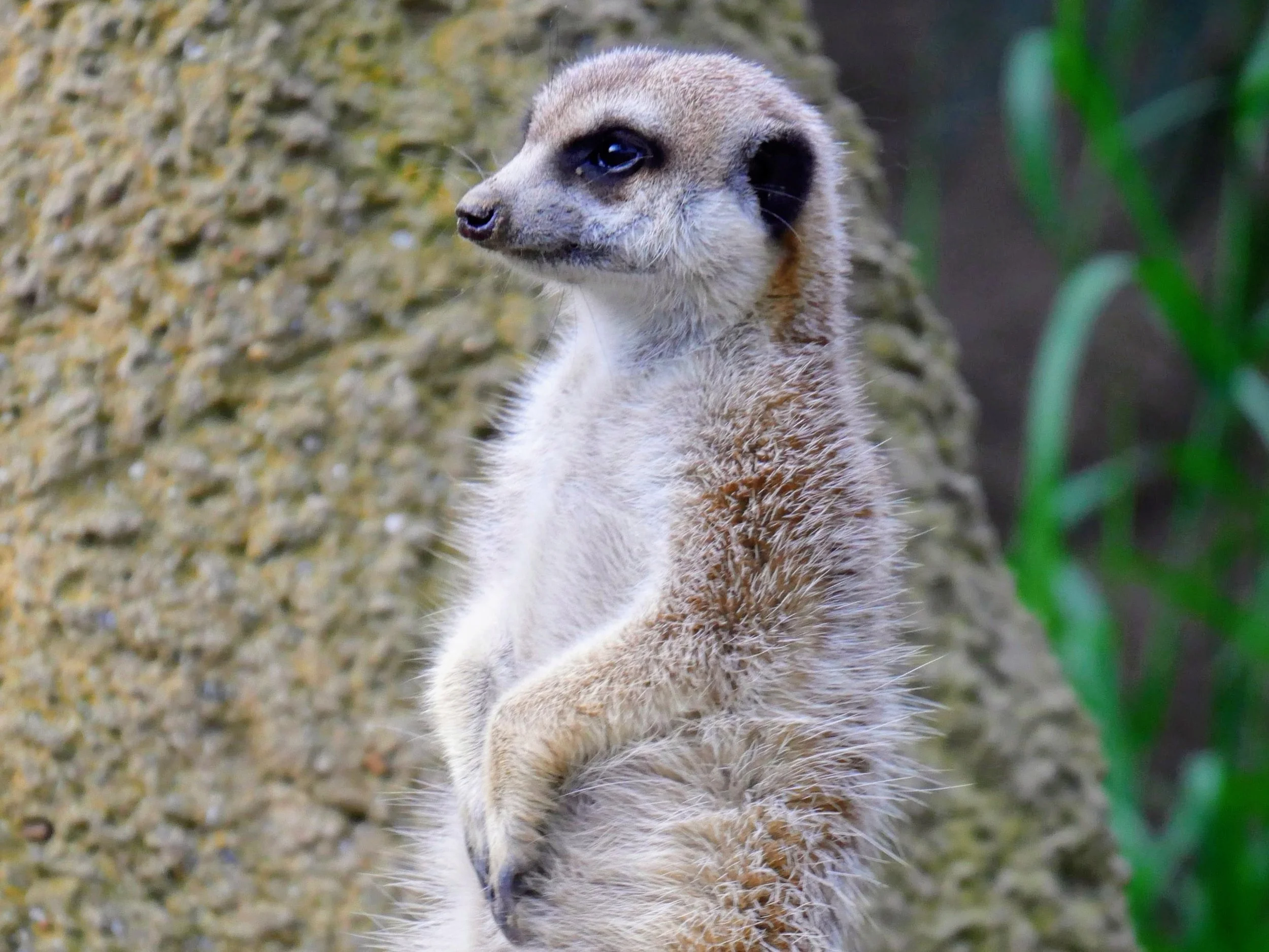 A meerkat standing upright on its hind legs with a background of rocks and green plants.