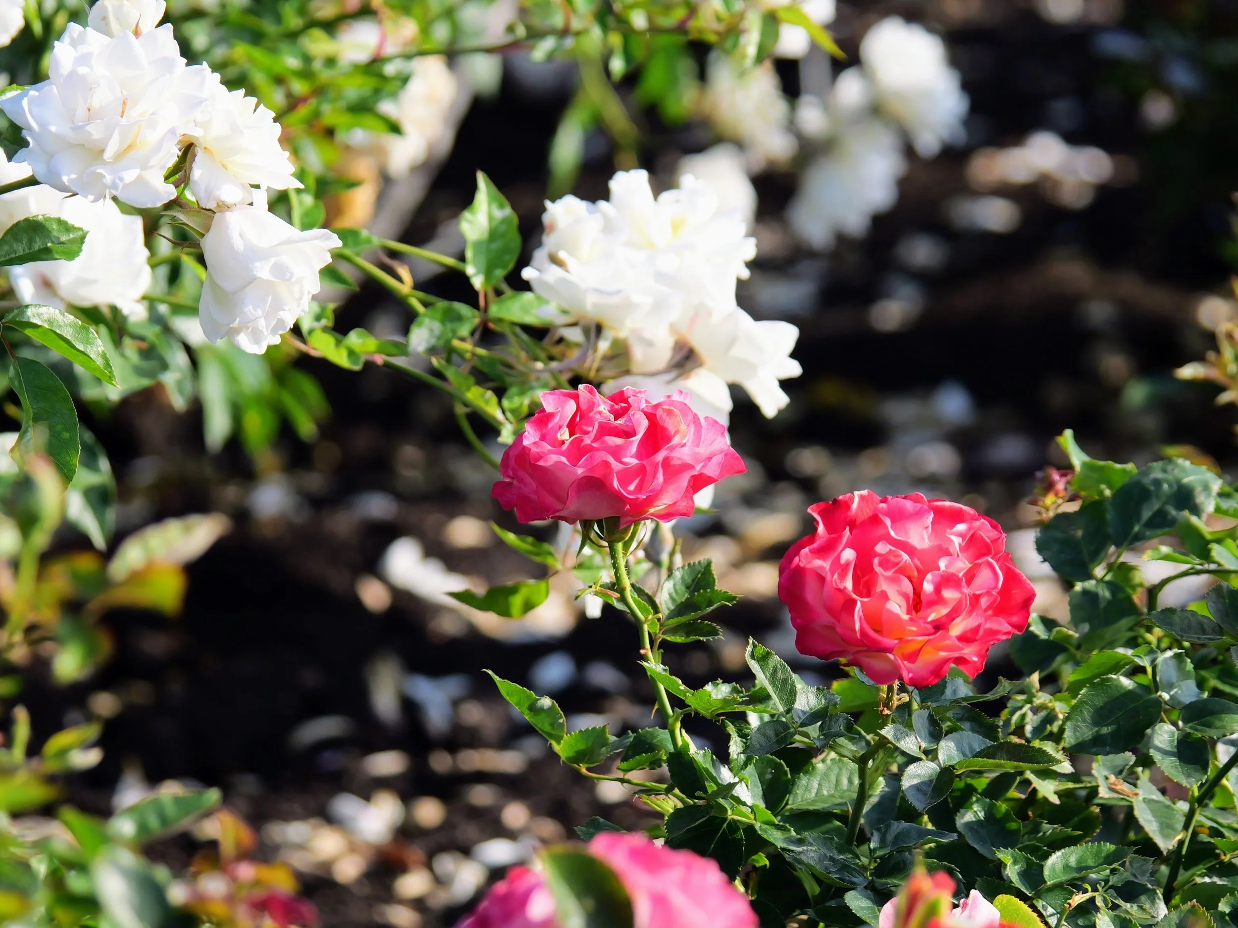 Close-up of white and pink roses blooming in a garden with green leaves and soil.