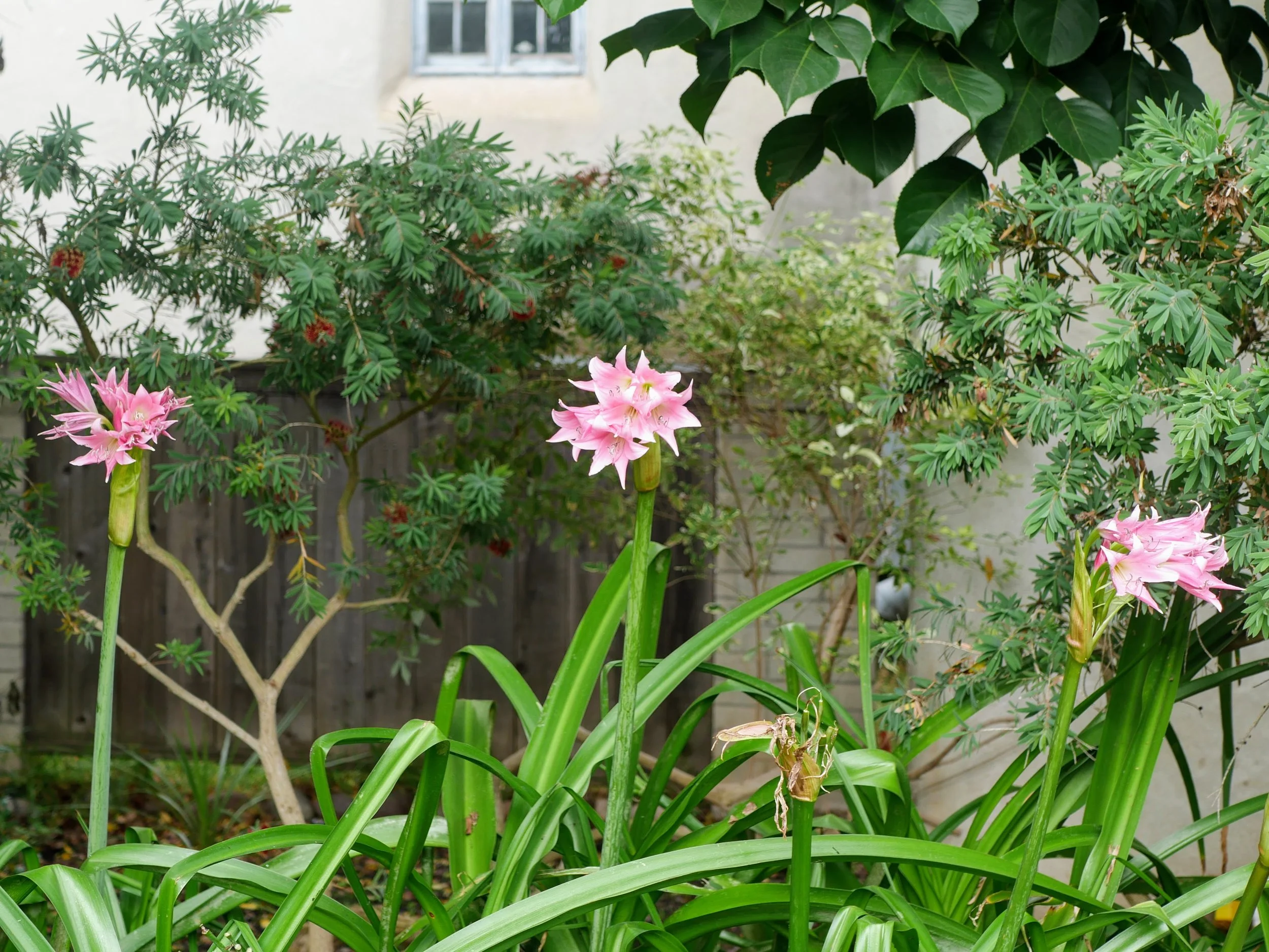 Pink lilies in a garden with green foliage and a wooden fence in the background.