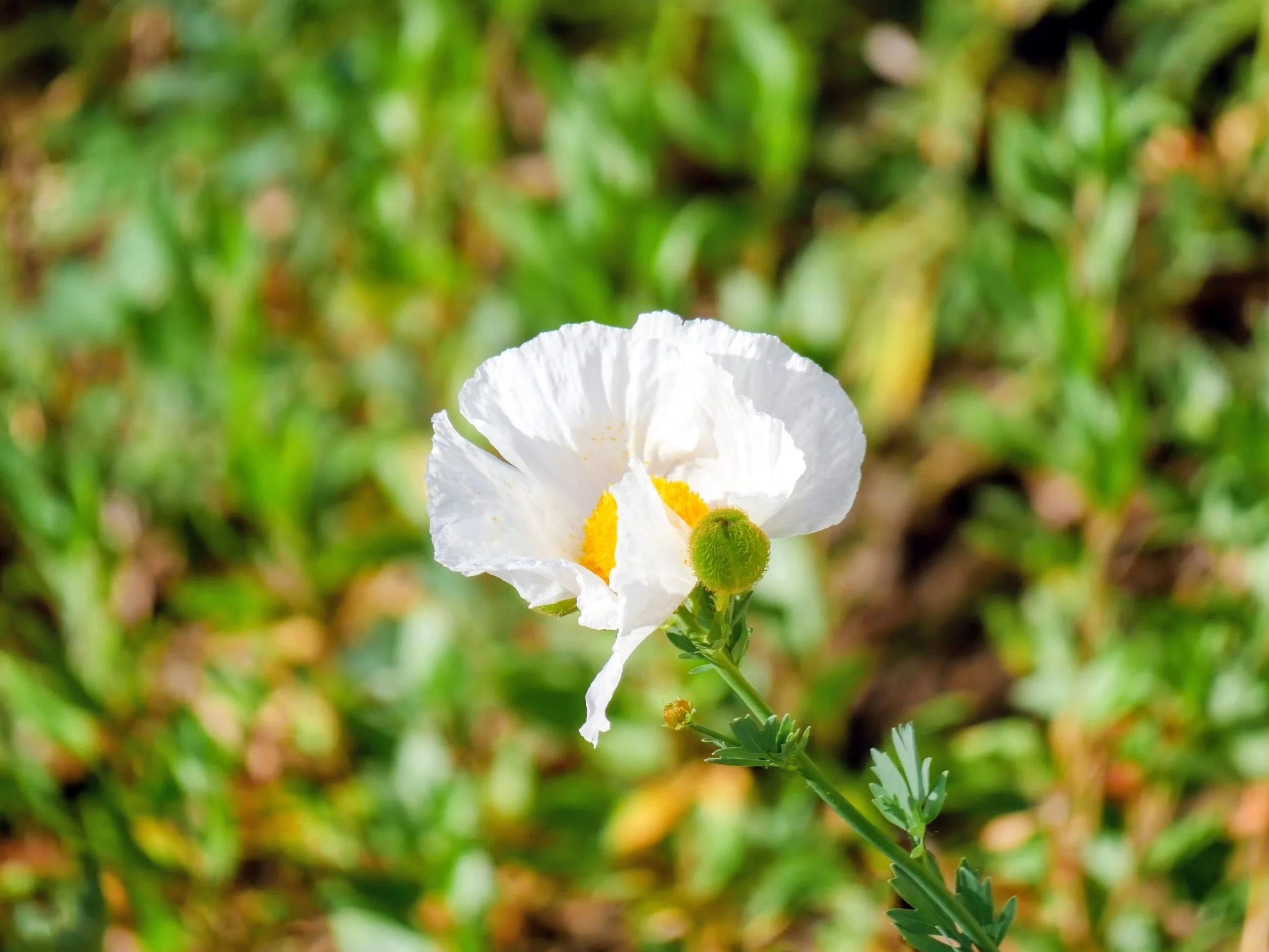 Close-up of a white flower with yellow center, in a green outdoor setting.