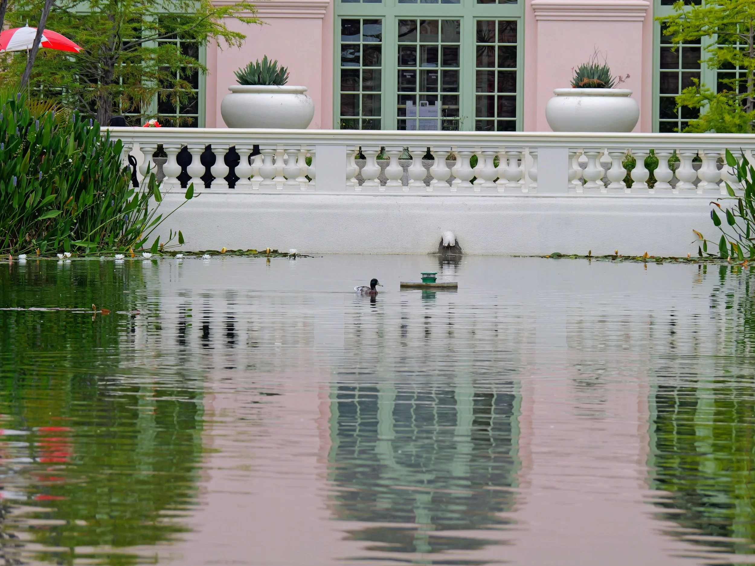A calm pond with a duck swimming in the water, bordered by green plants and a white railing in front of a pastel pink building with large green-framed windows and white planters.