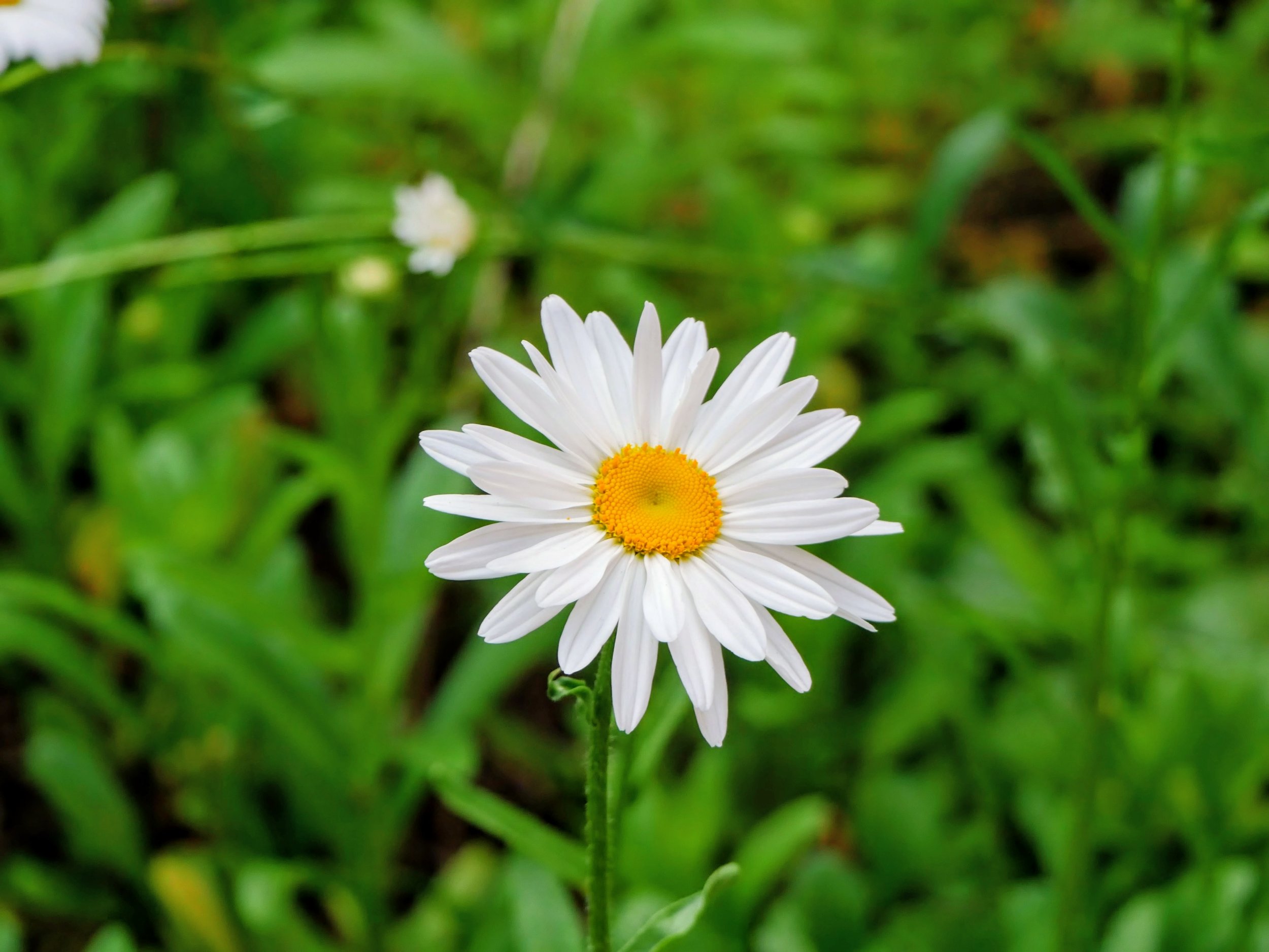 A close-up of a white daisy flower with a yellow center, set against a background of green grass and foliage.