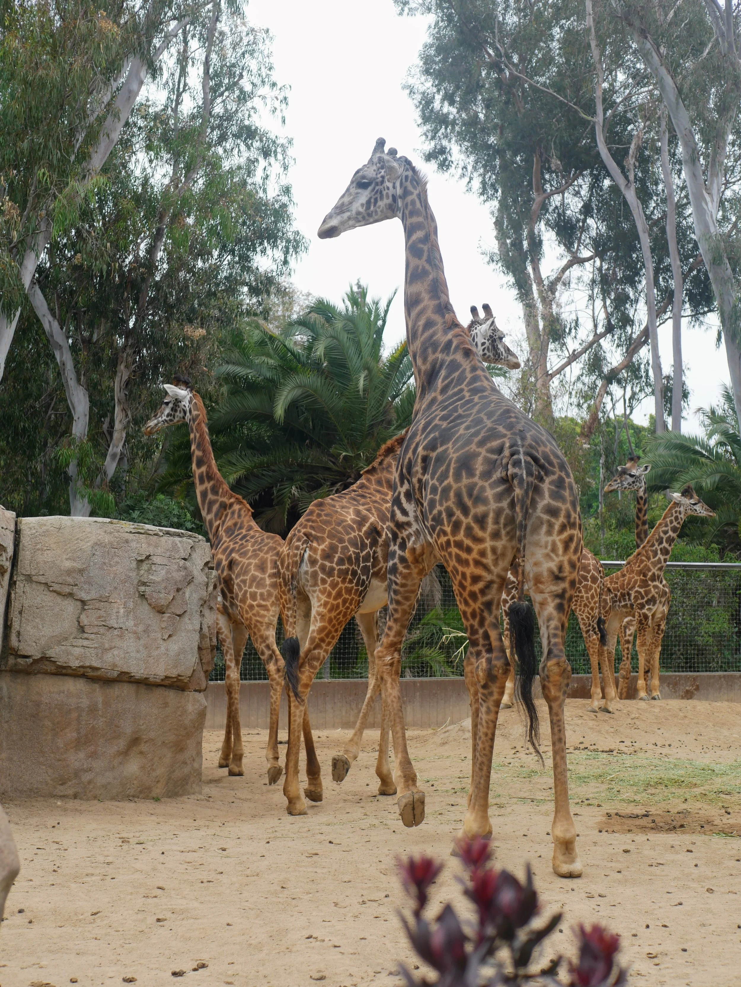 Several giraffes in a zoo enclosure with trees and rocks, some standing and some walking on dirt ground.