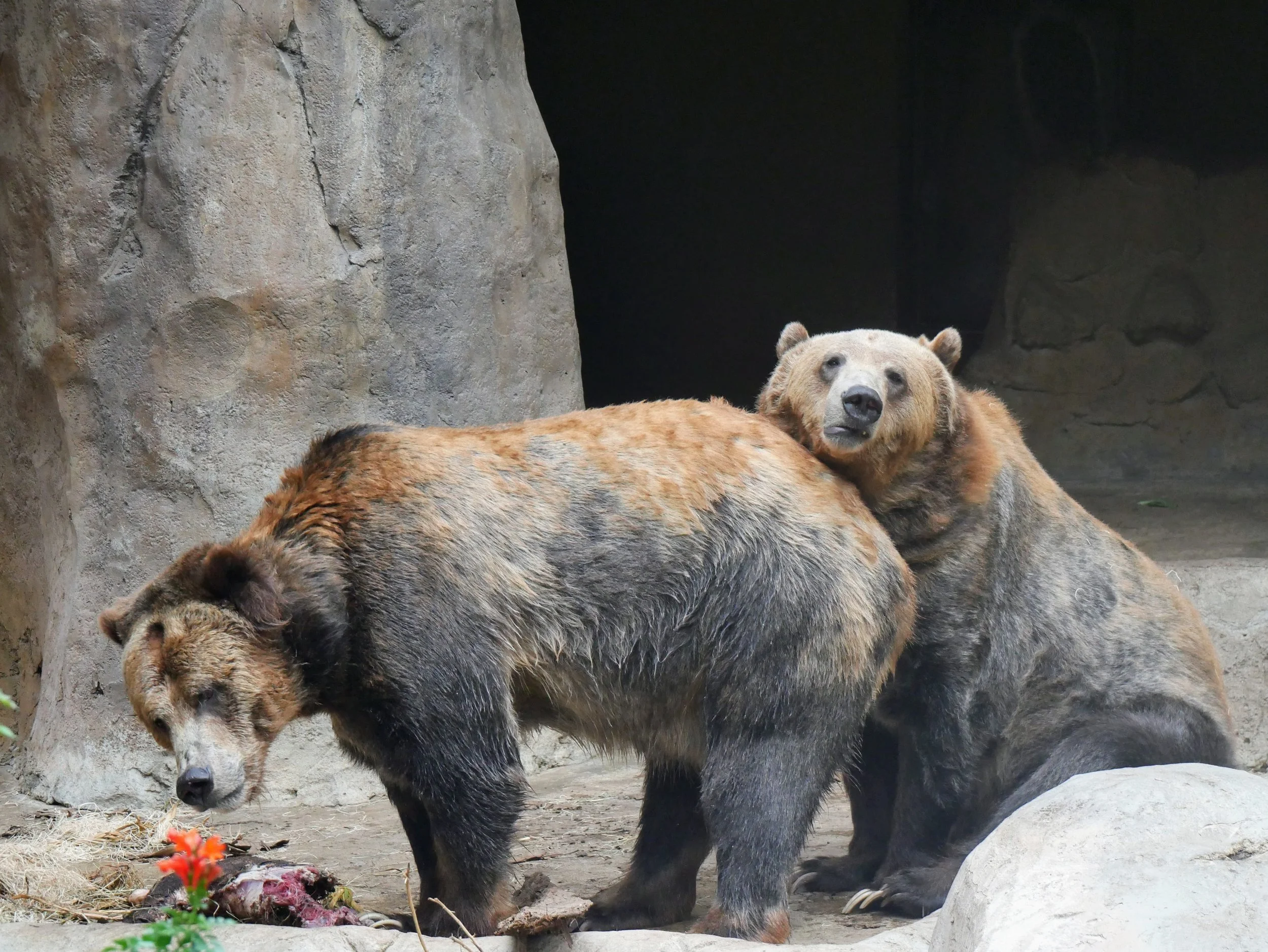 A group of brown bears resting on the ground near a rocky wall, with one bear looking over another.