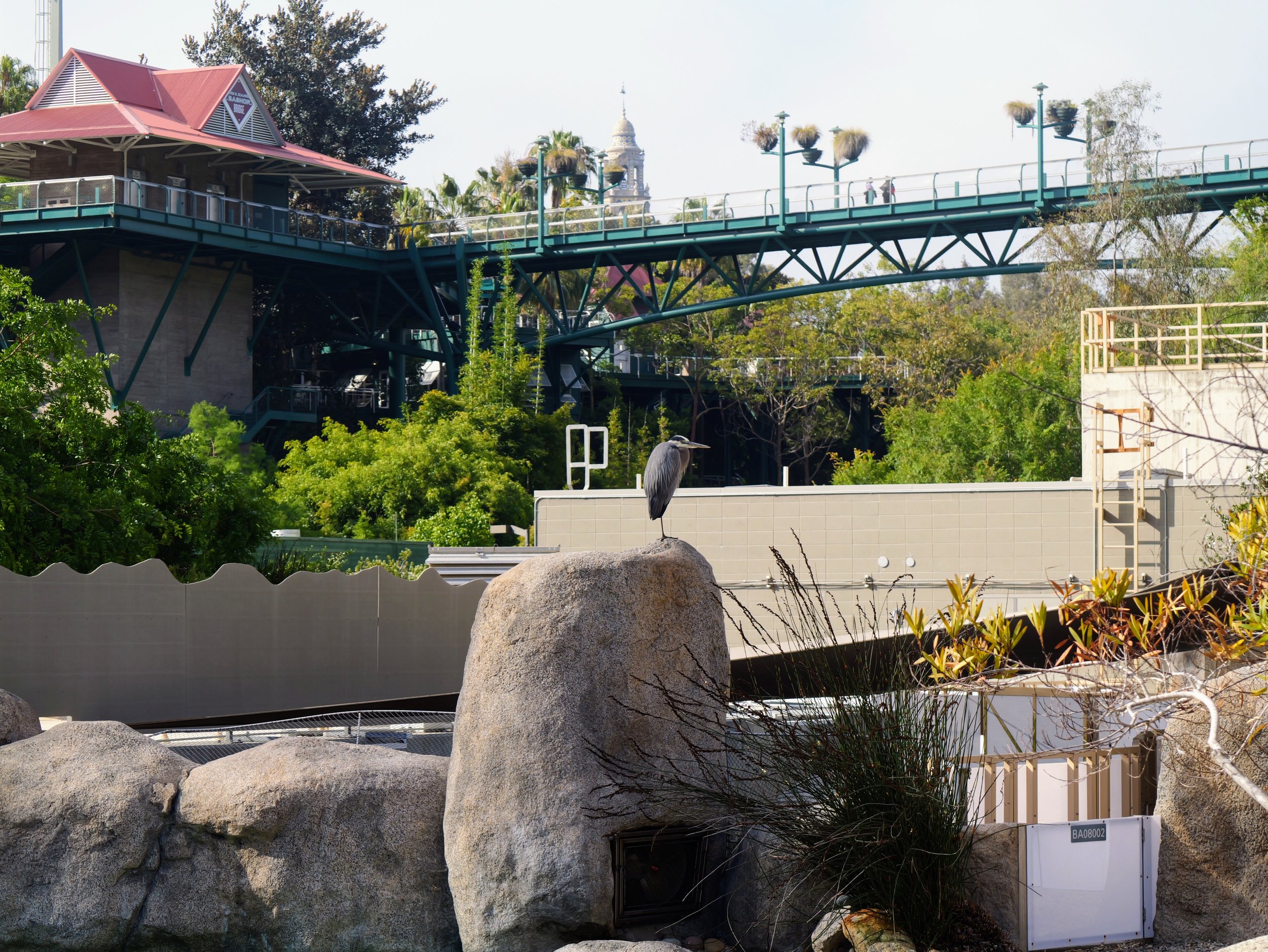 Bird standing on a large rock in front of green plants, with a structure featuring a bridge and a building with a tower in the background.
