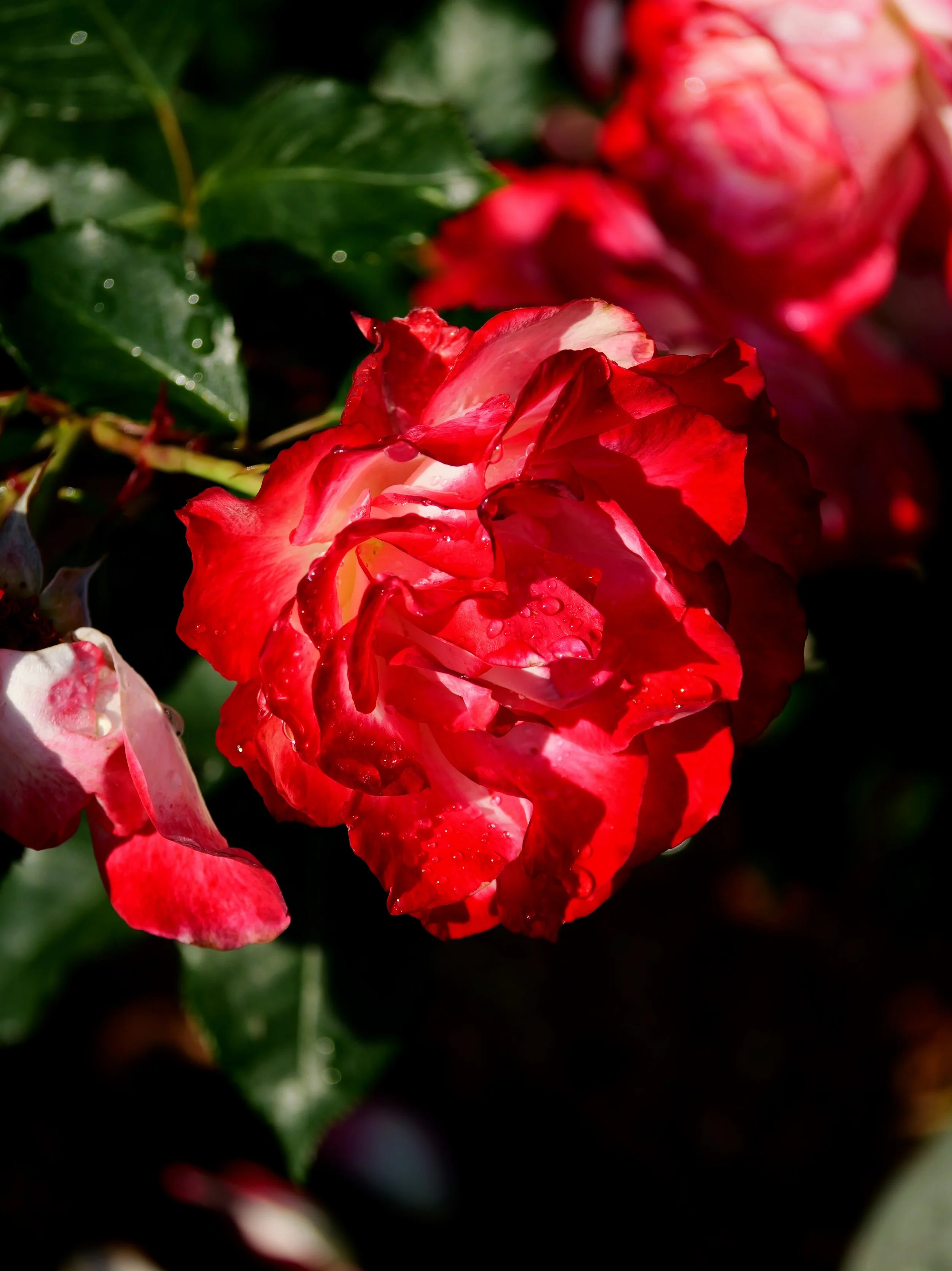 Close-up of a red and pink rose with dew drops on its petals, surrounded by glossy green leaves.