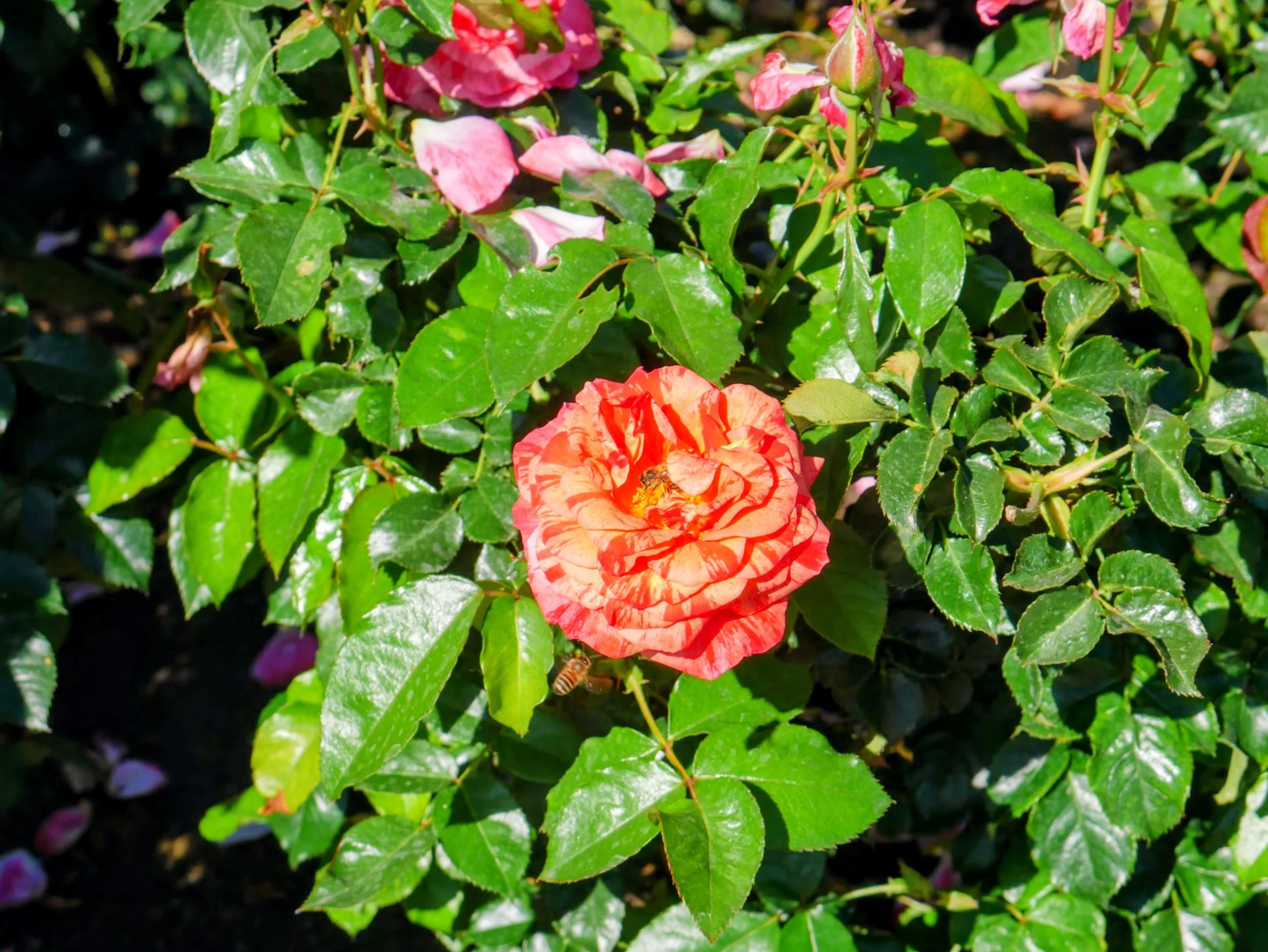 A vibrant, orange-pink rose in full bloom among green leaves, with a honeybee collecting nectar from it.