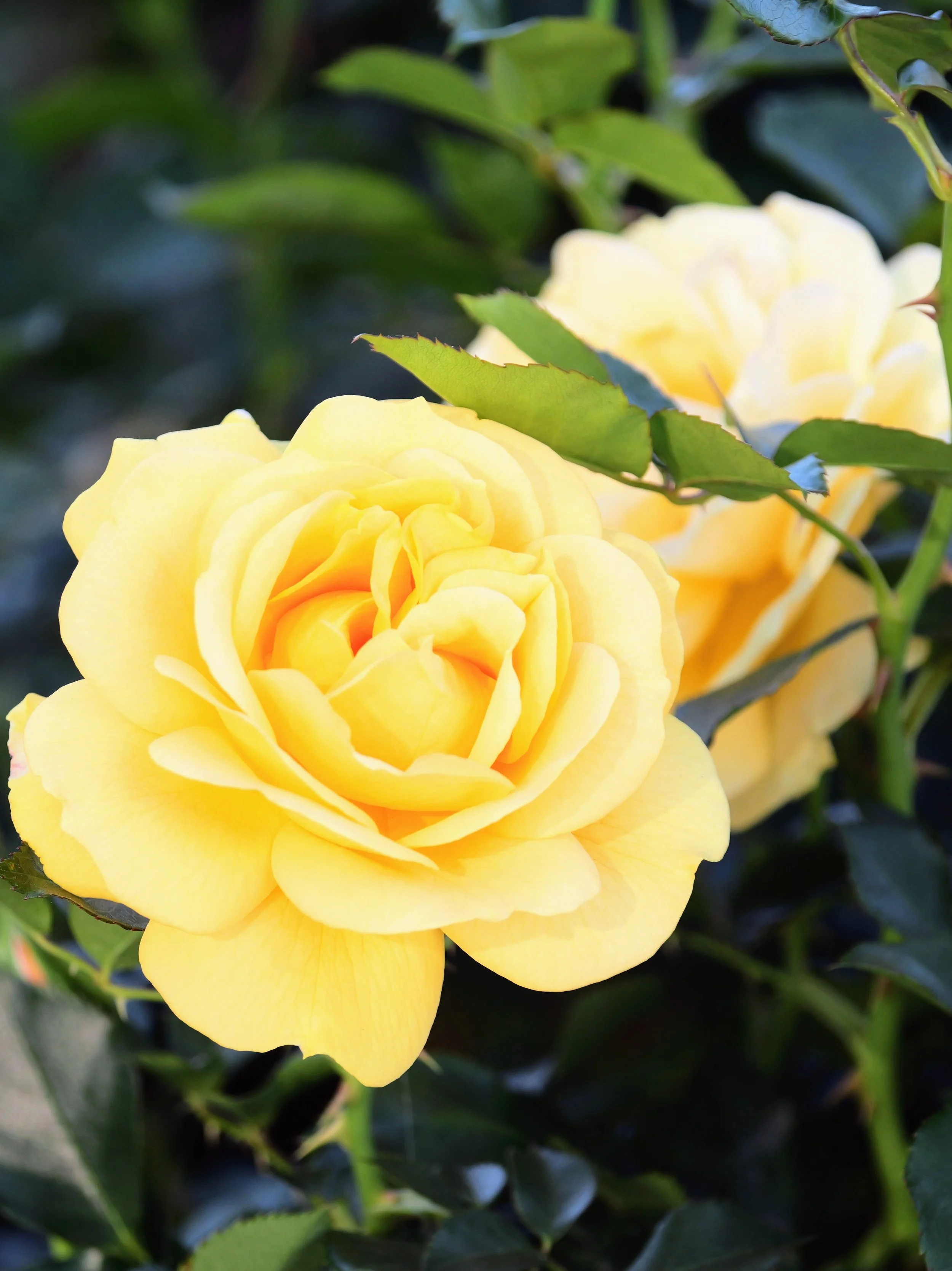 Close-up of yellow roses surrounded by green leaves.
