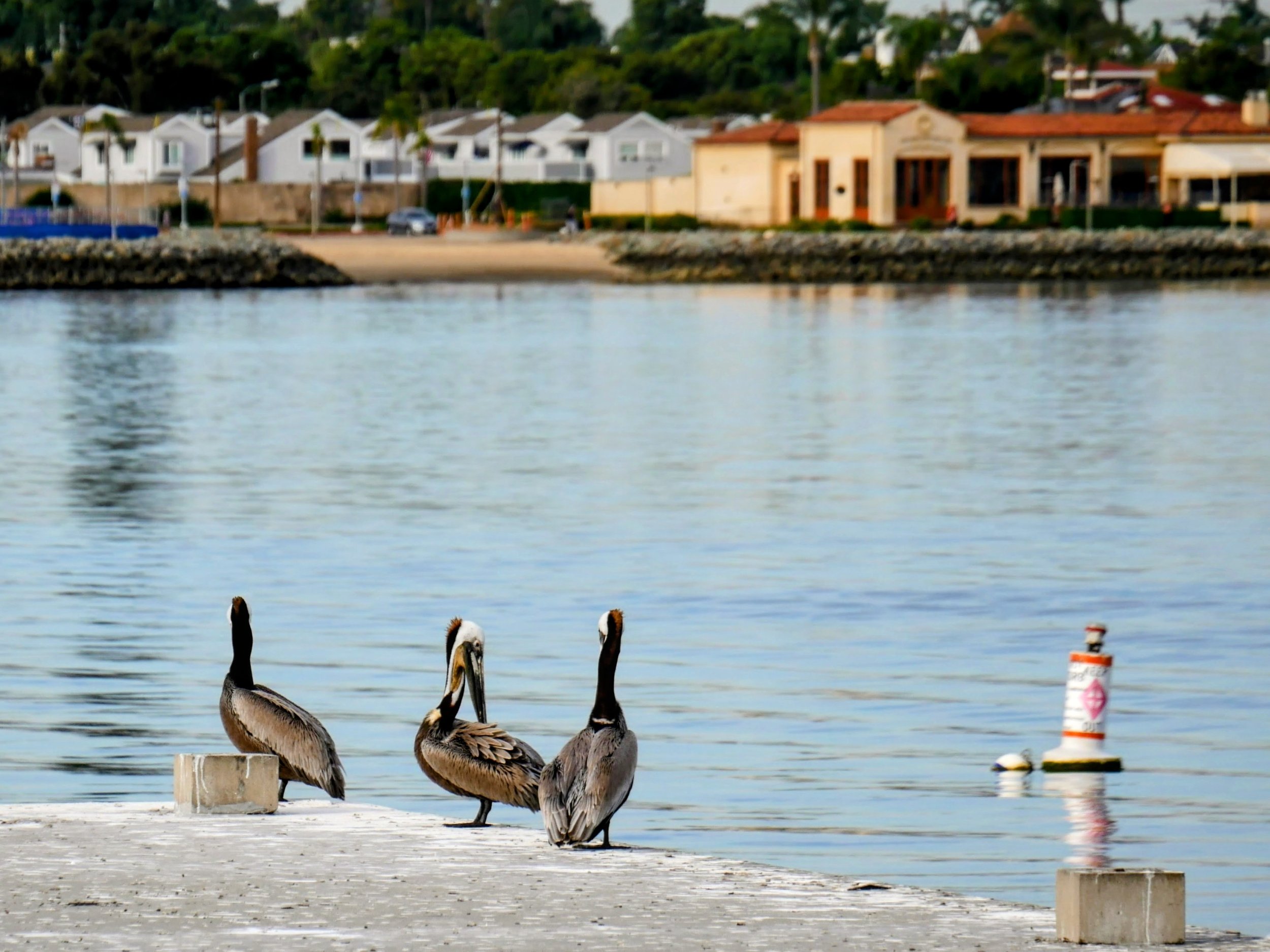 Three pelicans standing on a concrete dock near water with a buoy and a beach with buildings in the background.
