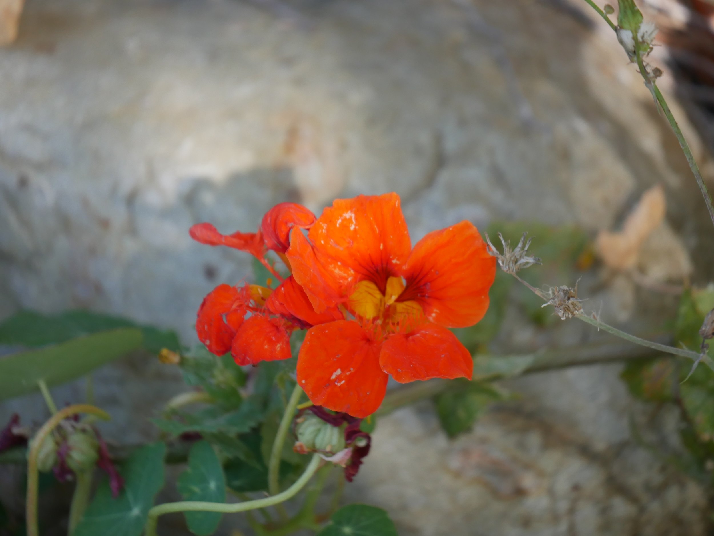 Close-up of bright orange flowers with green leaves and some dried seed pods, against a background of beige stone or concrete surface.