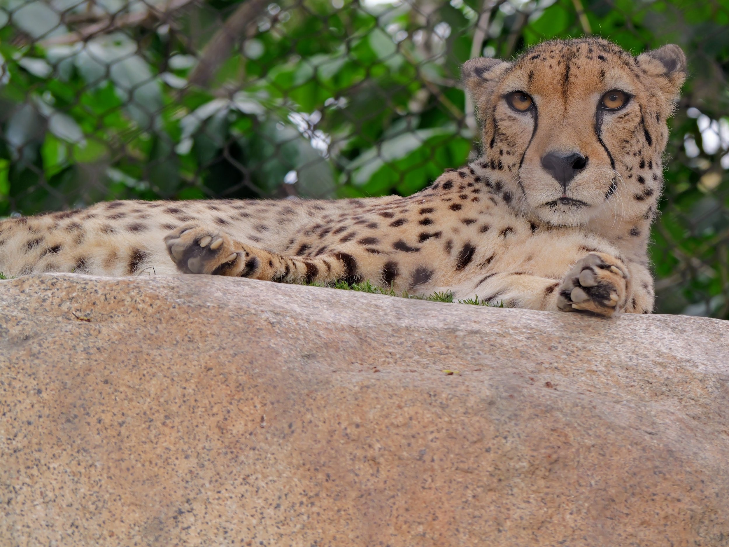 A close-up of a Cheetah lying on a rock with a background of green leaves and a chain-link fence.