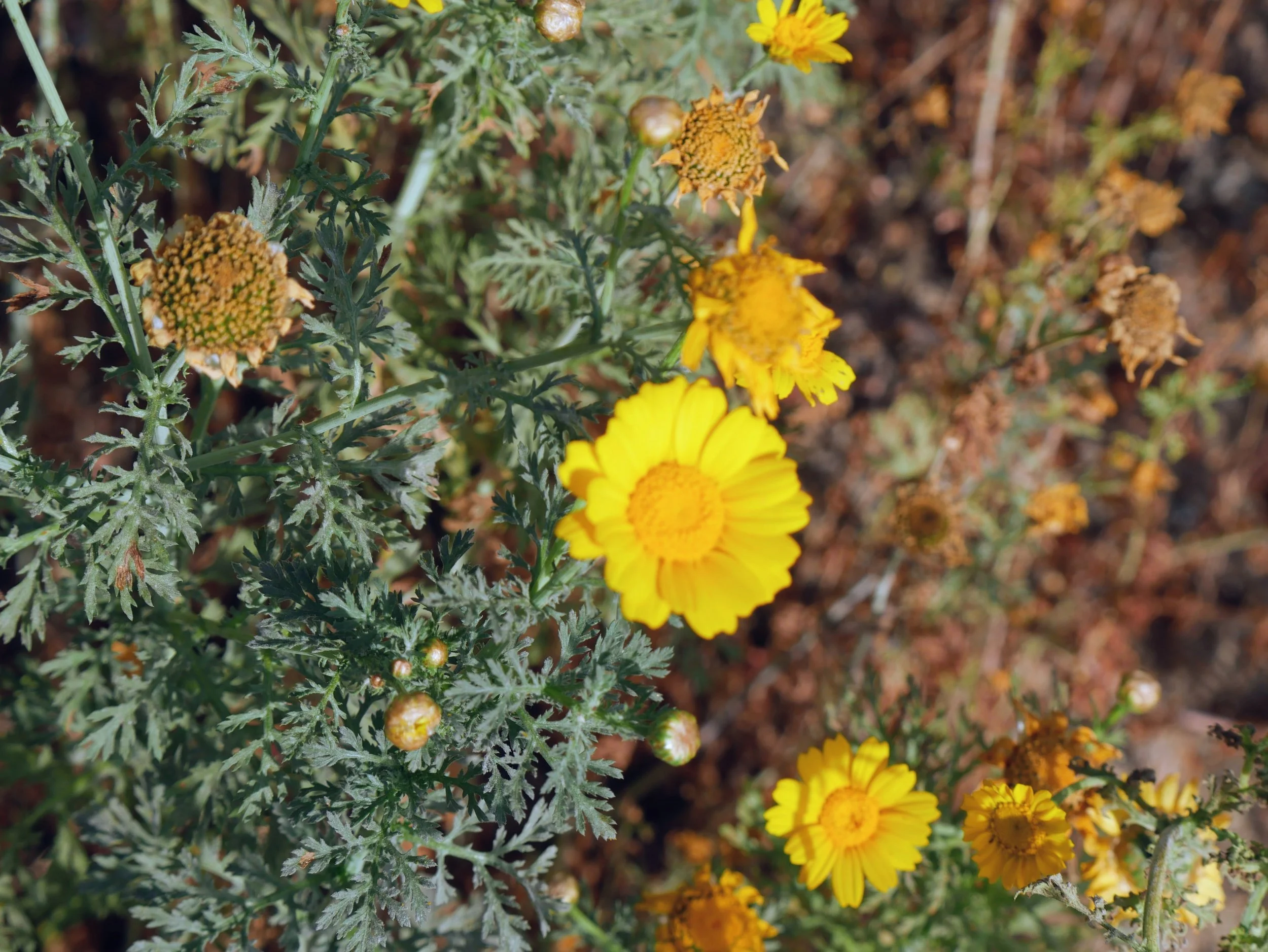 Close-up of yellow flowers with green, jagged leaves, some buds, and a few with wilted or drying petals.